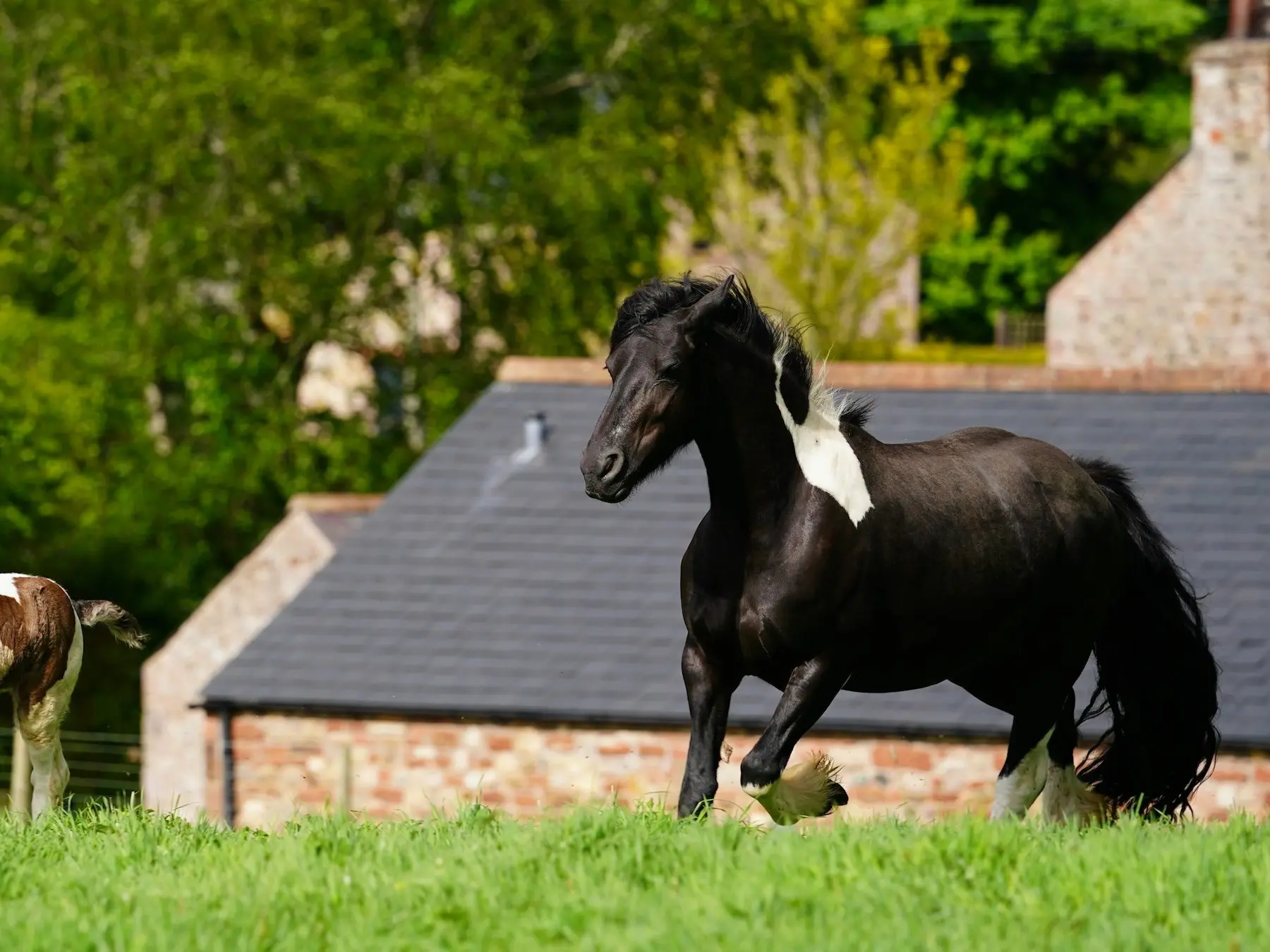 Overo pinto horse