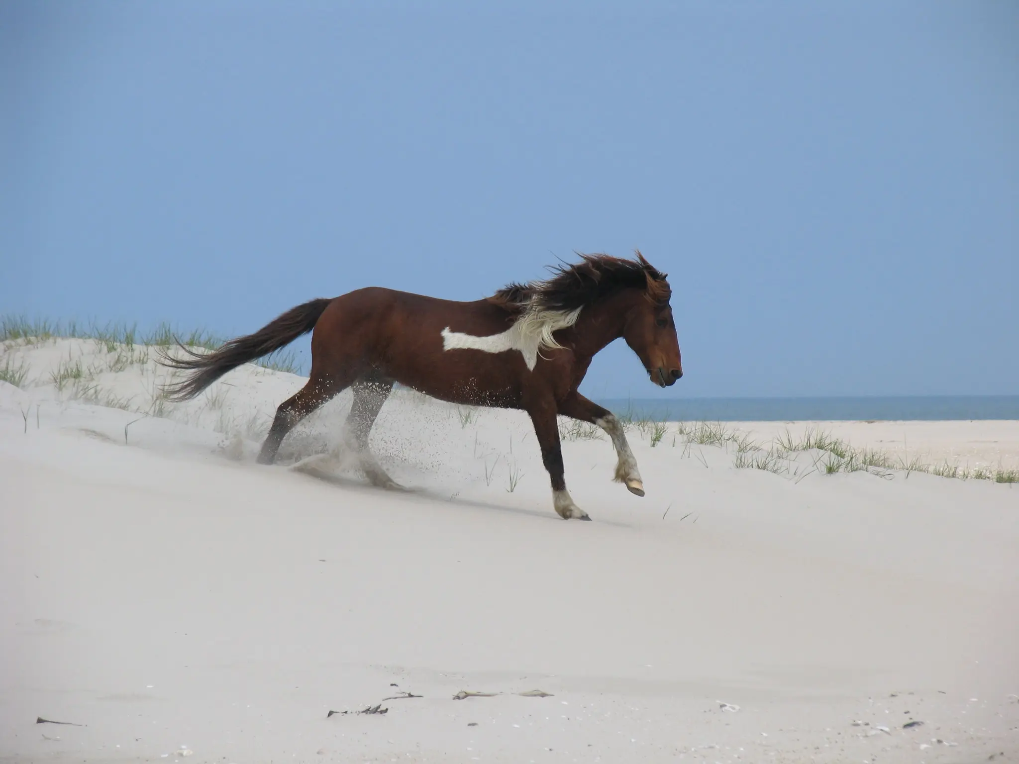 Overo pinto horse