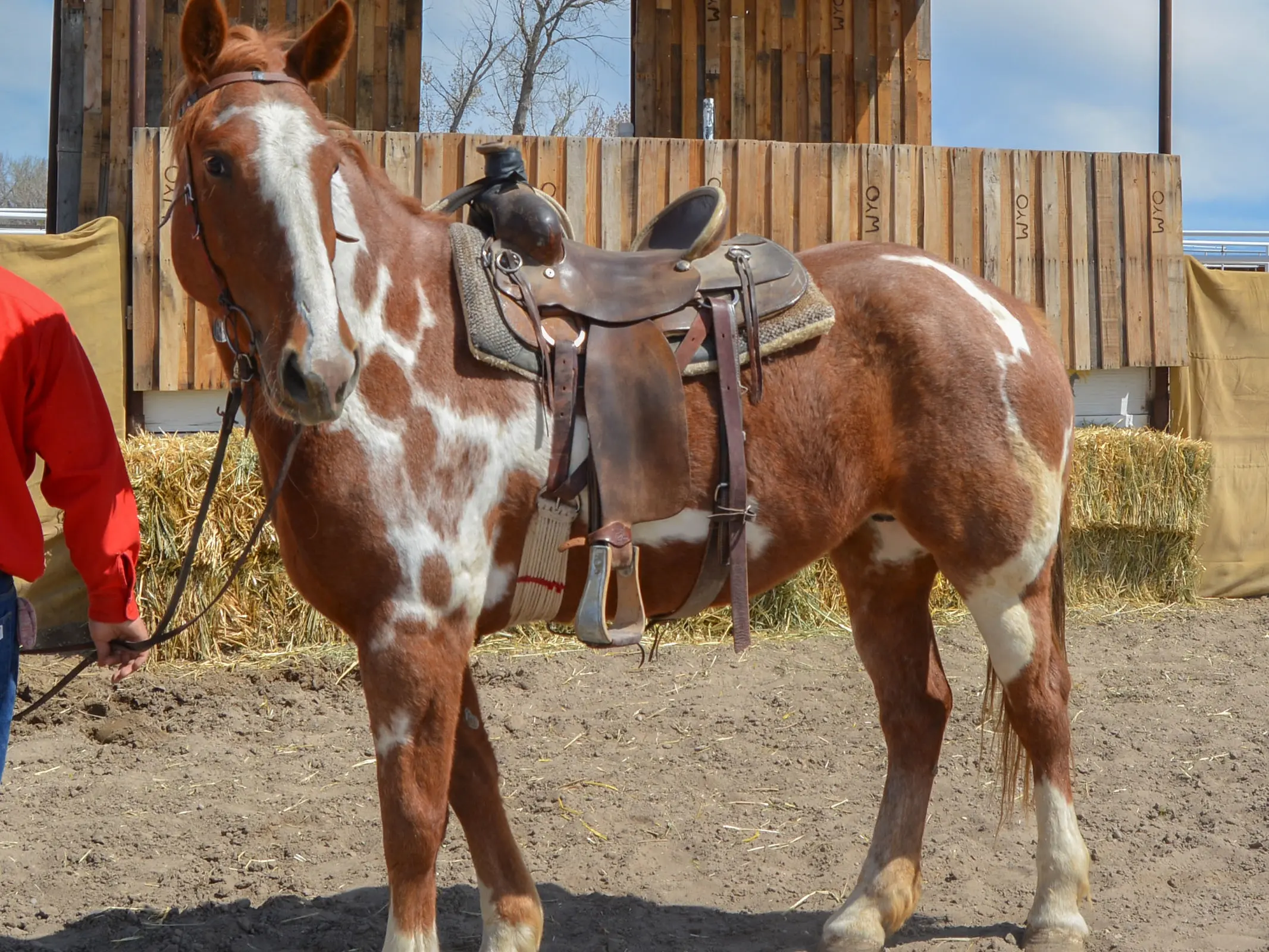 Overo pinto horse