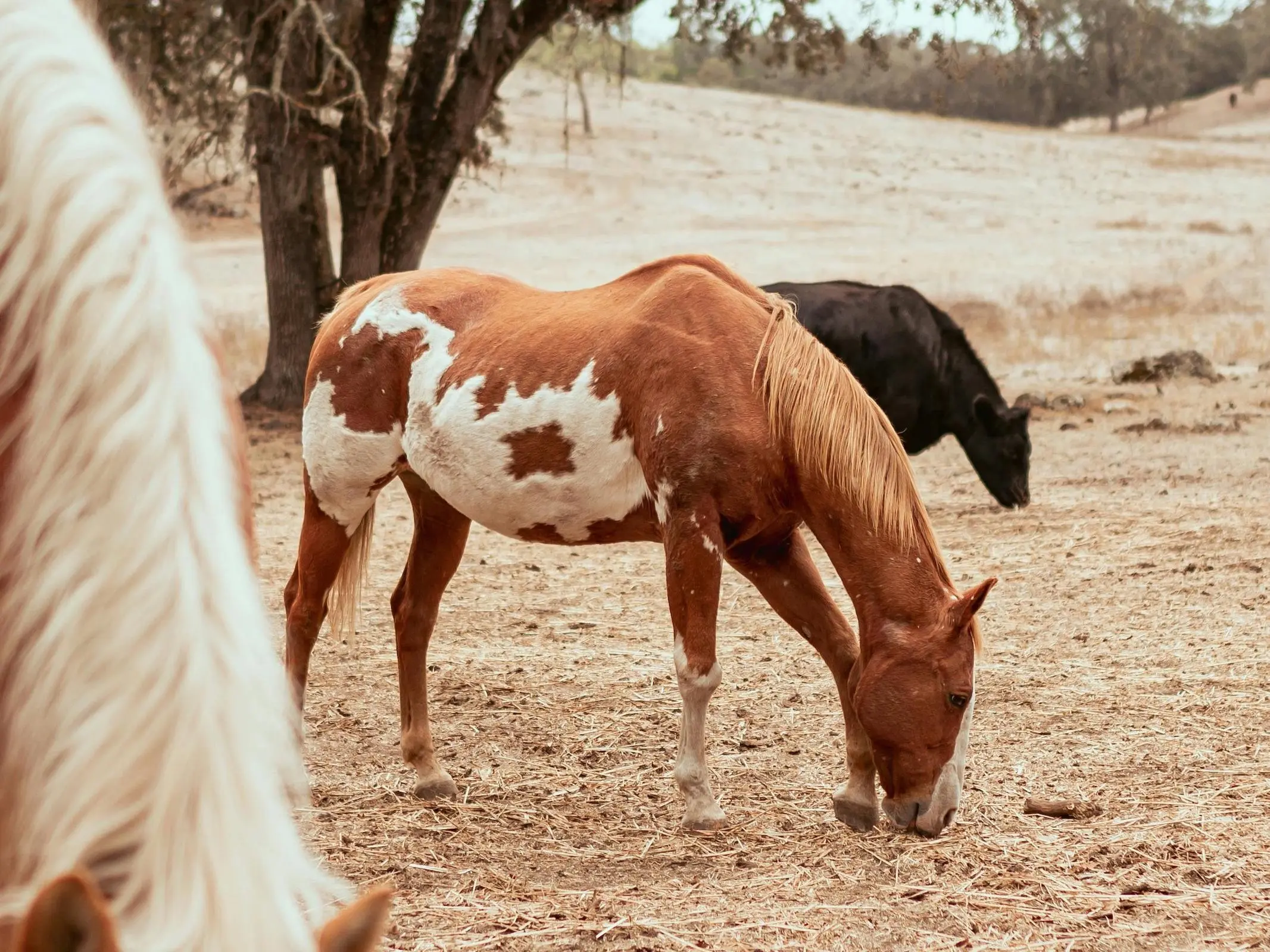 Chestnut overo pinto