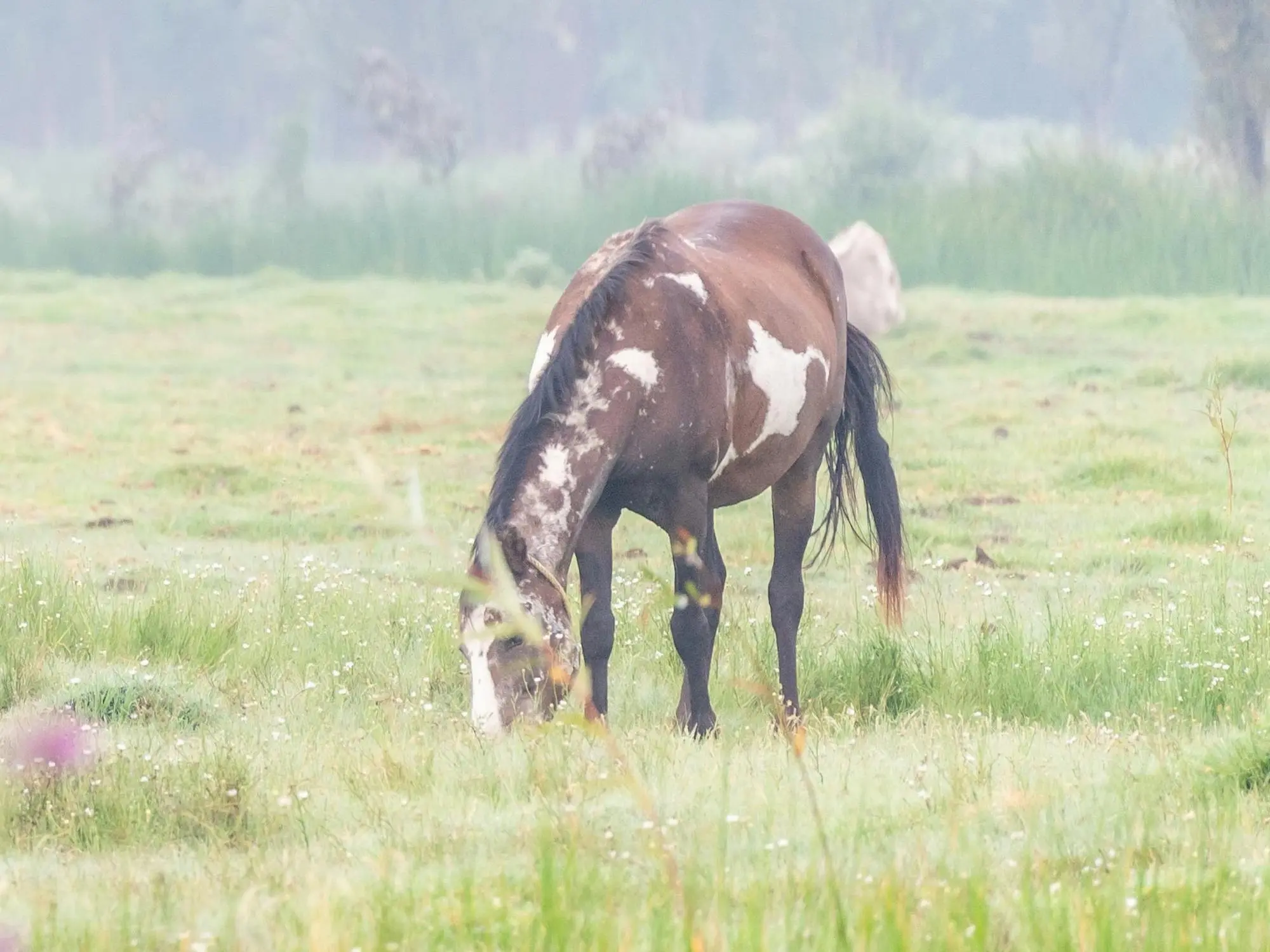 Overo pinto horse