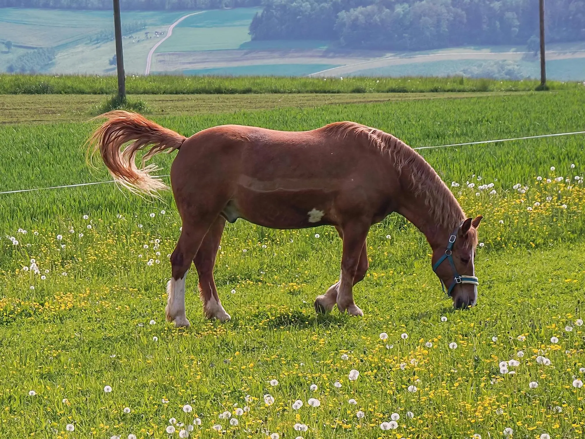 Overo pinto horse