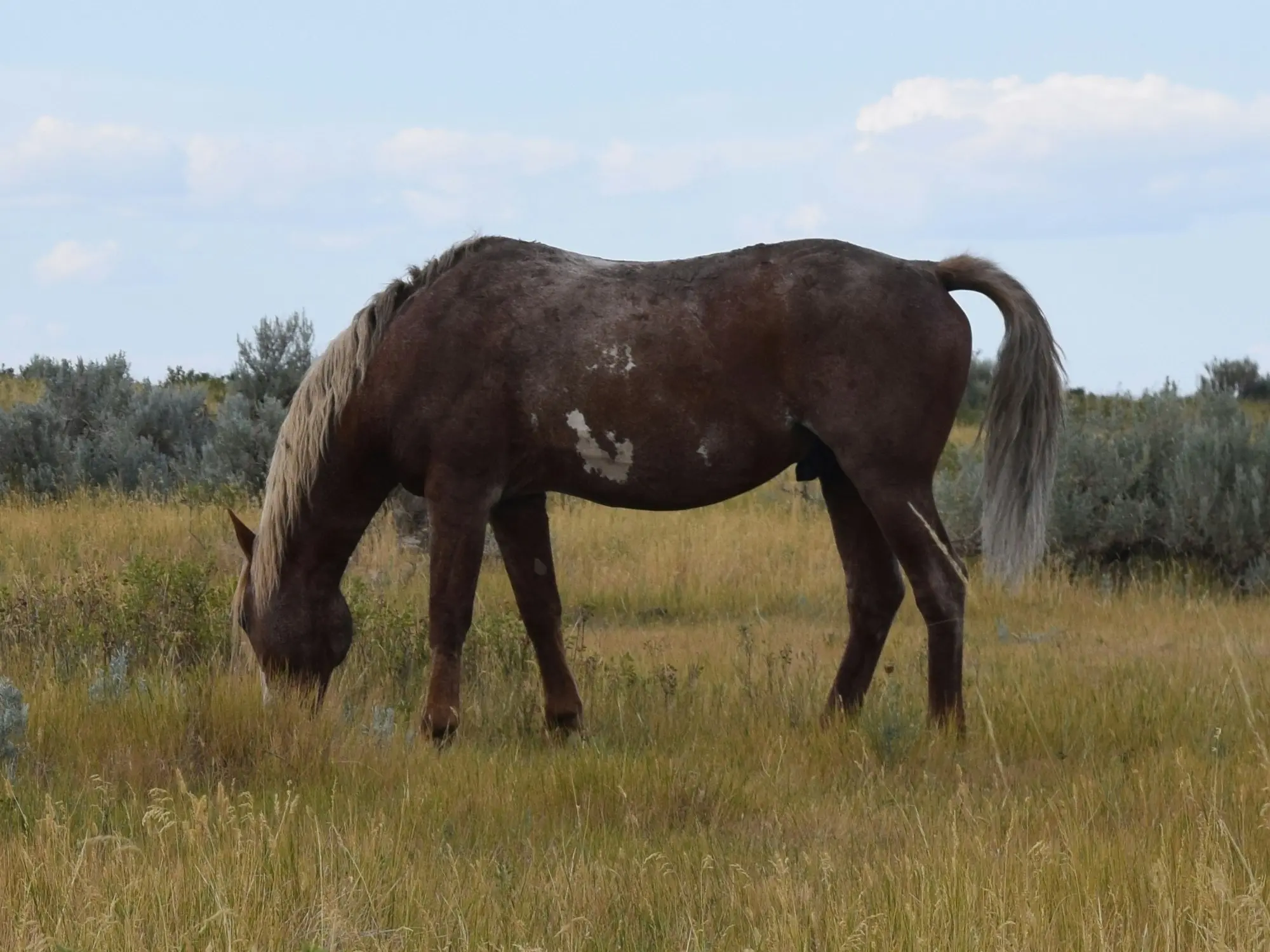 Overo pinto horse