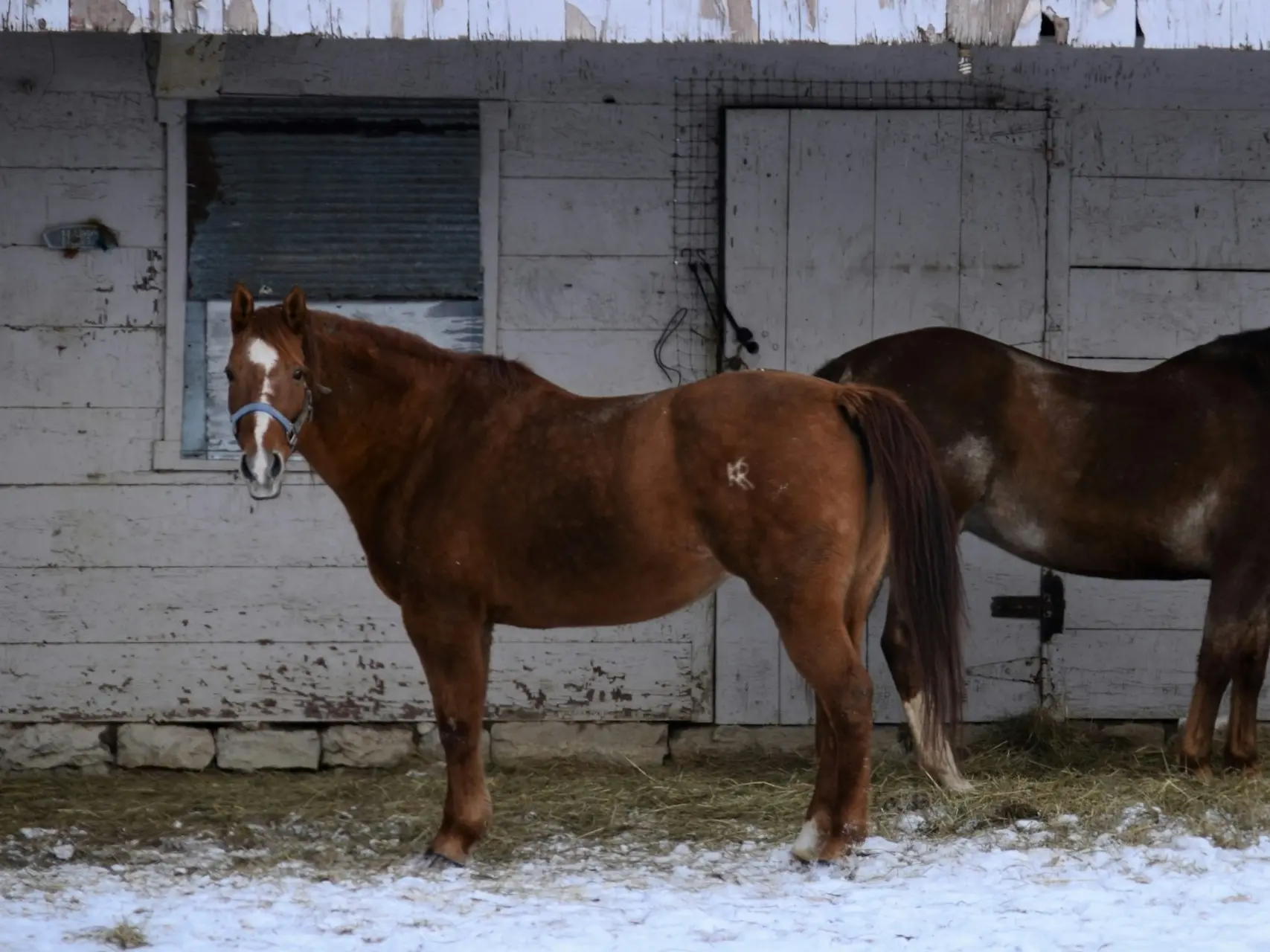 Overo pinto horse