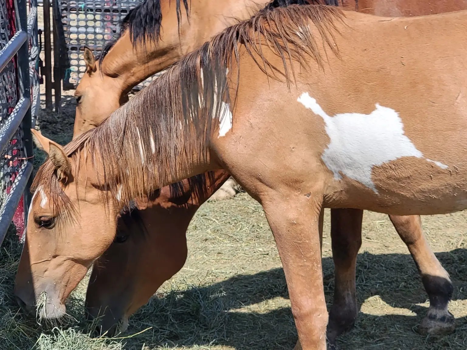 Overo pinto horse