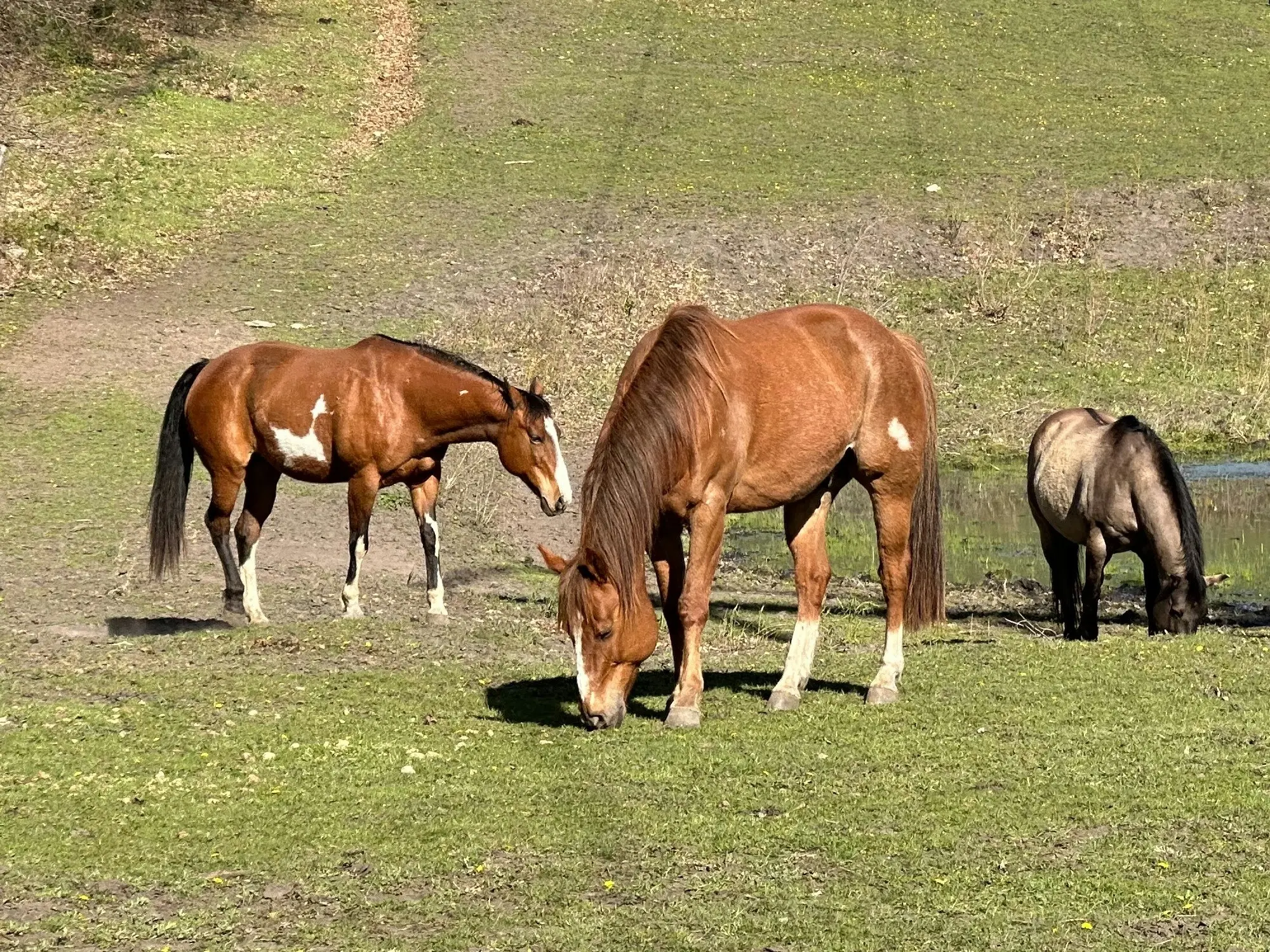 Overo pinto horse