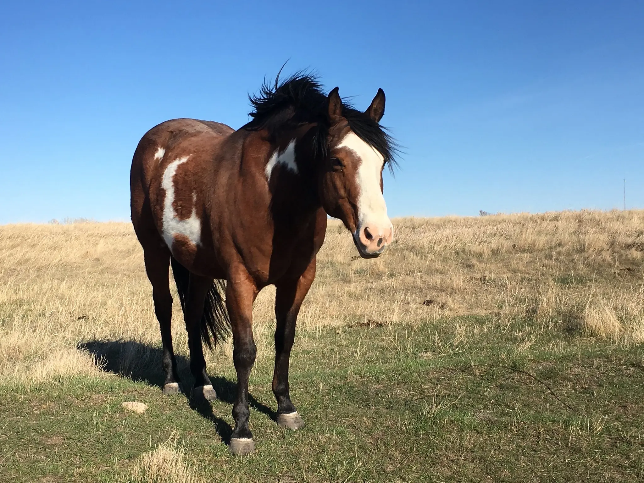 Overo pinto horse