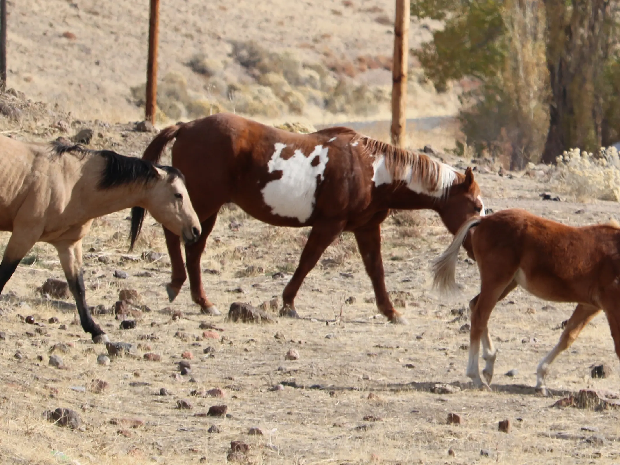 Overo pinto horse