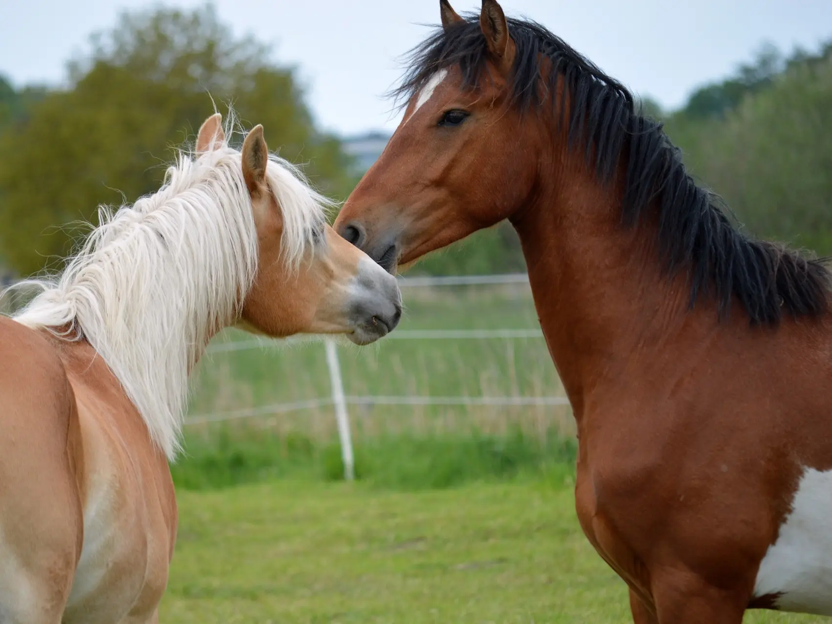 Overo pinto horse