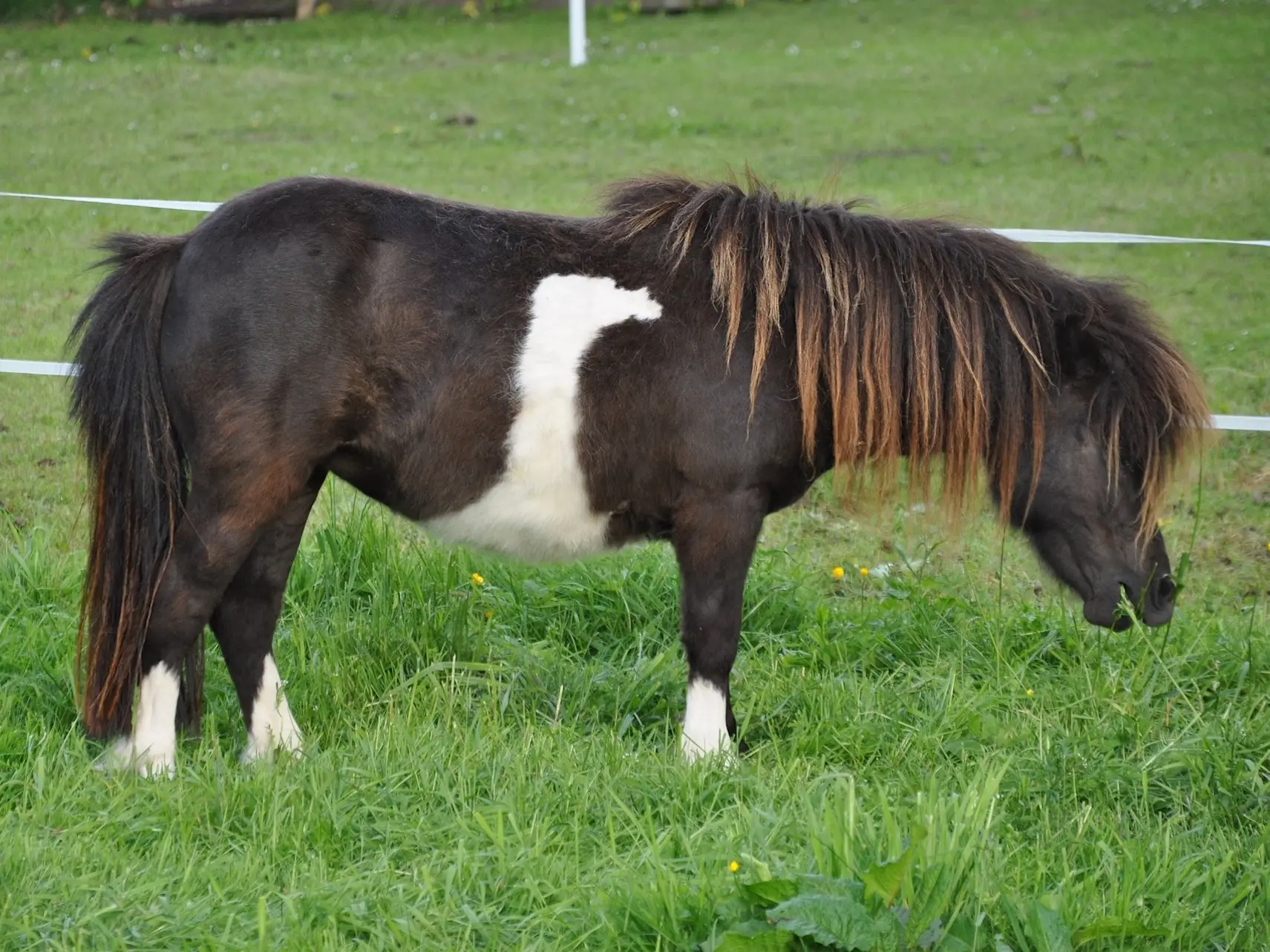 Overo pinto horse