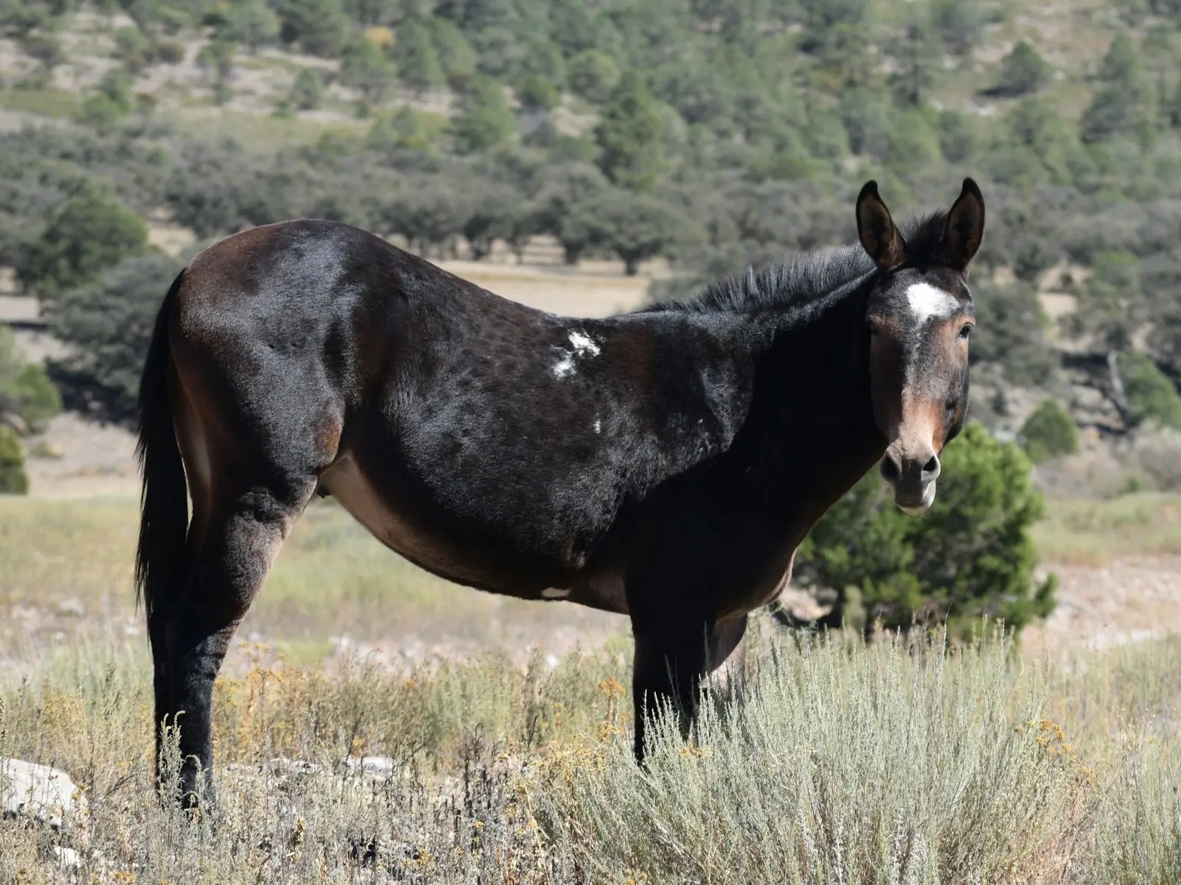 Overo pinto horse