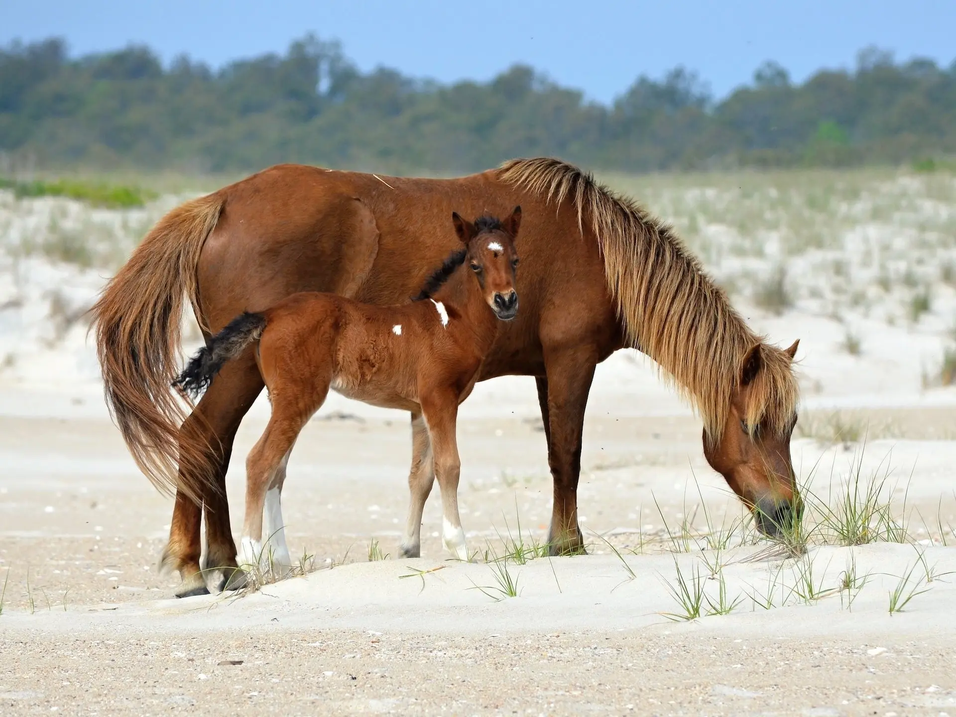 Overo pinto horse