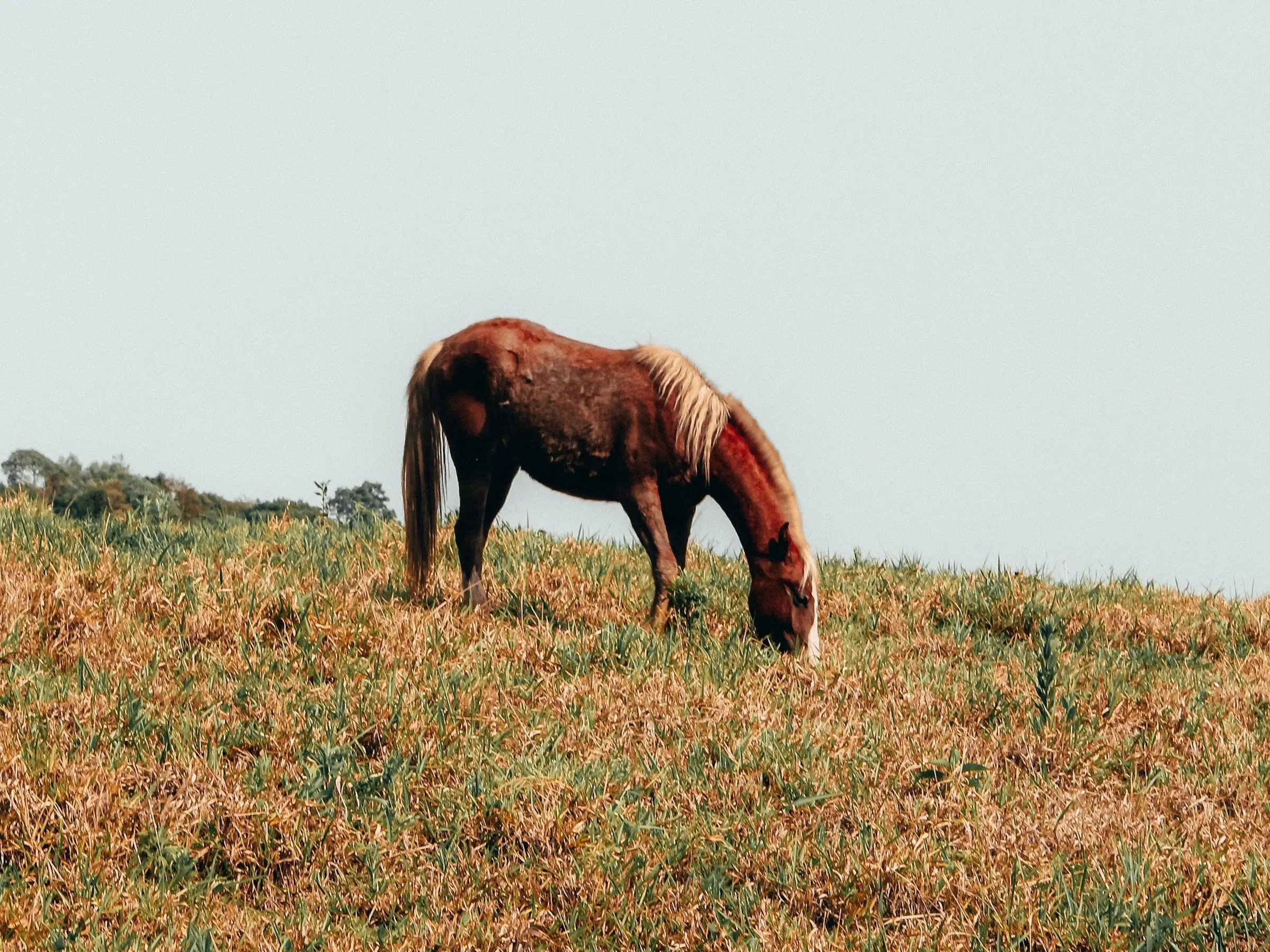 Piquira Pony