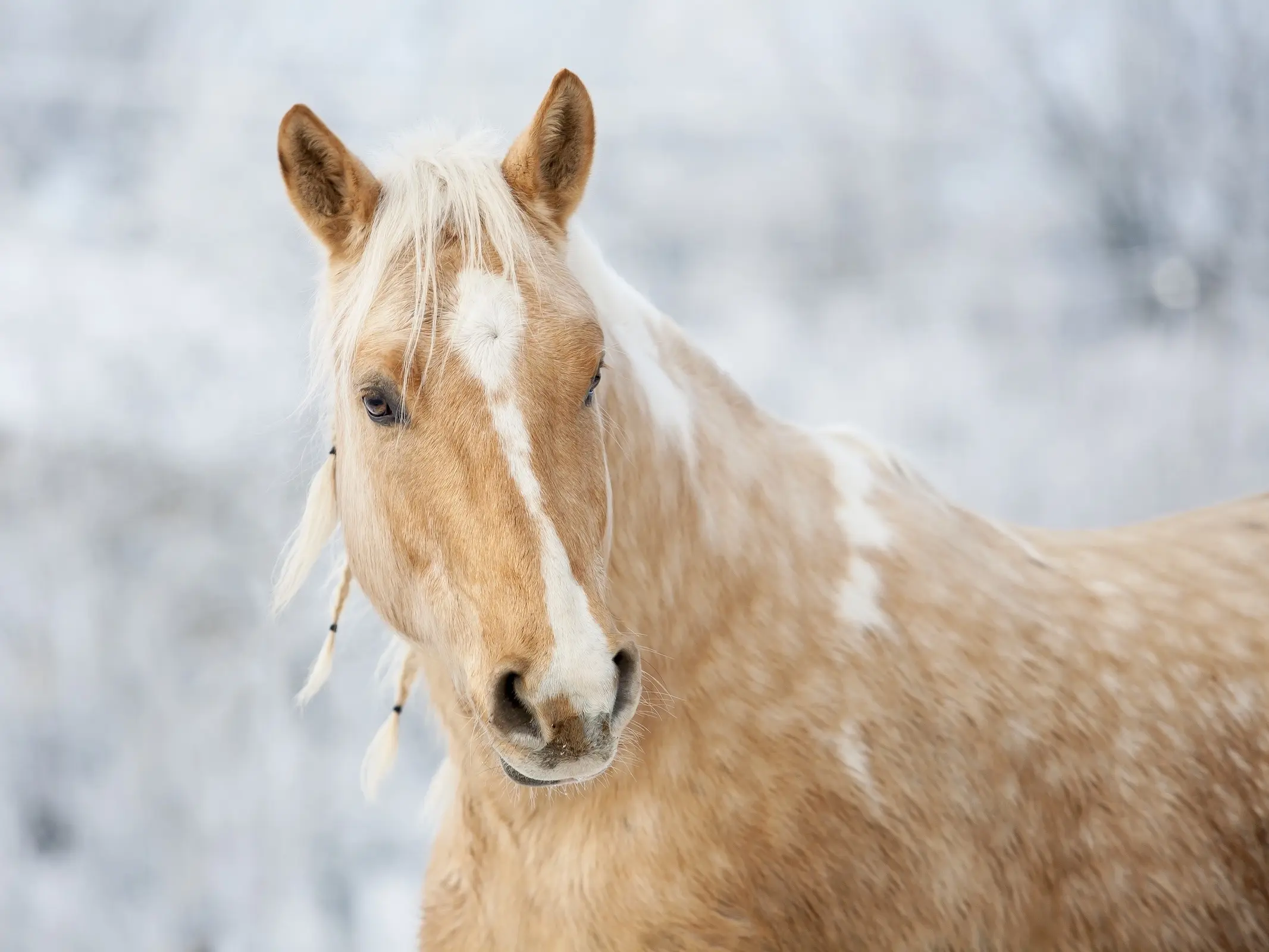 Stock horse image from Pixabay