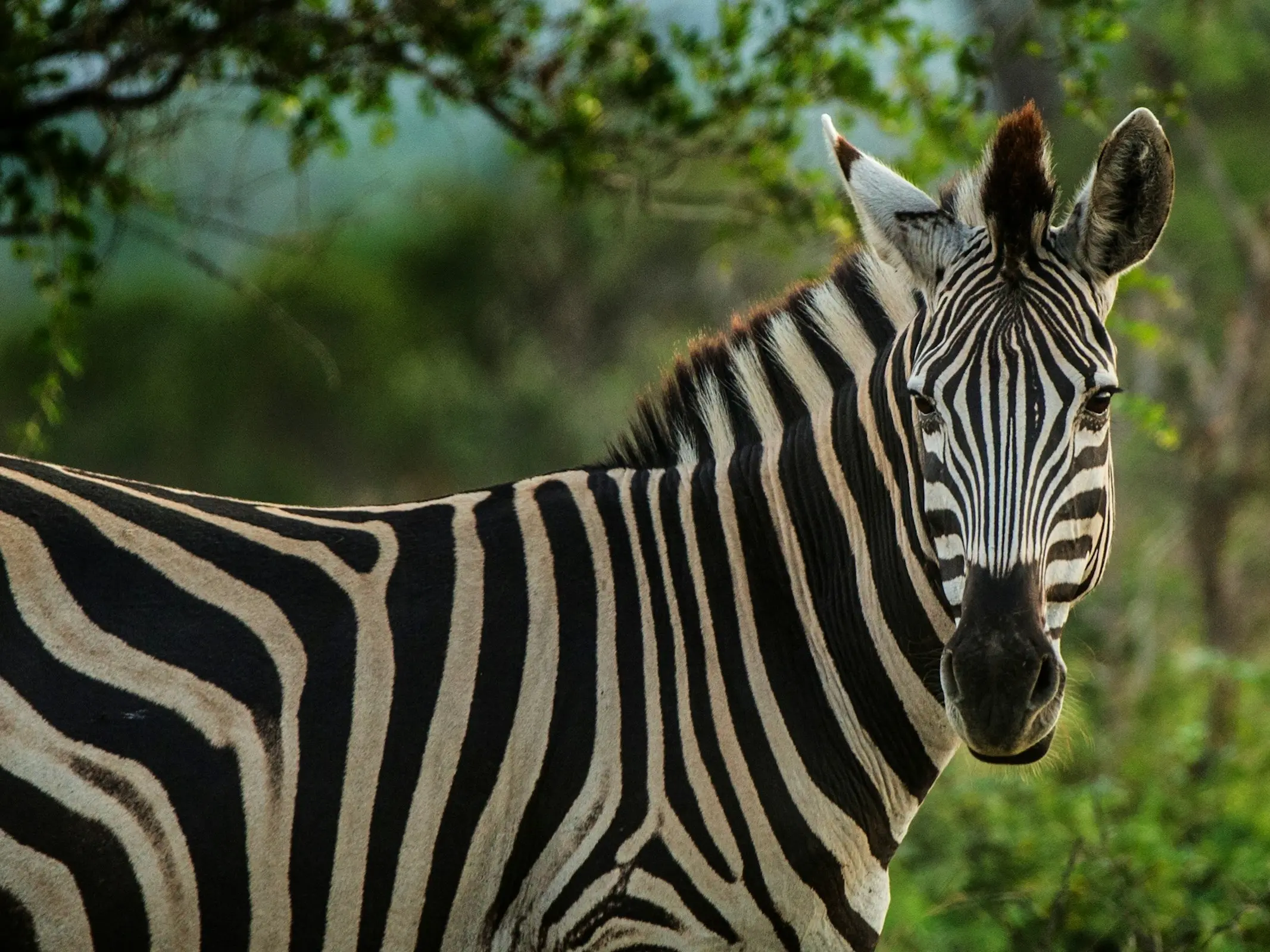 Plains's Zebra