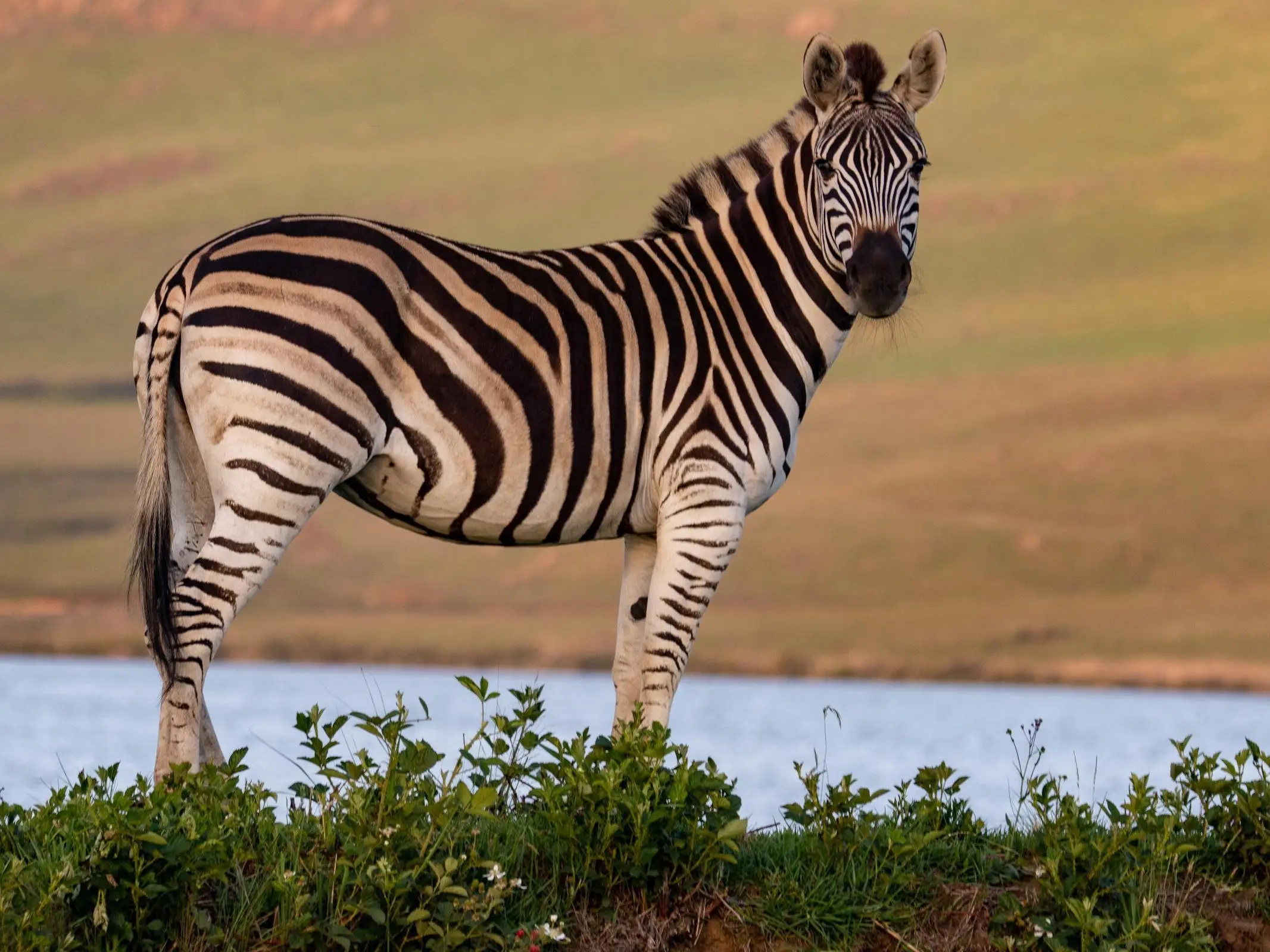 Plains Zebra