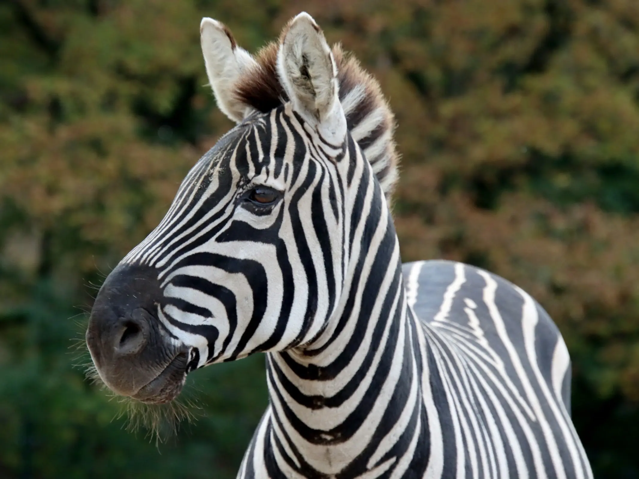 Plains Zebra