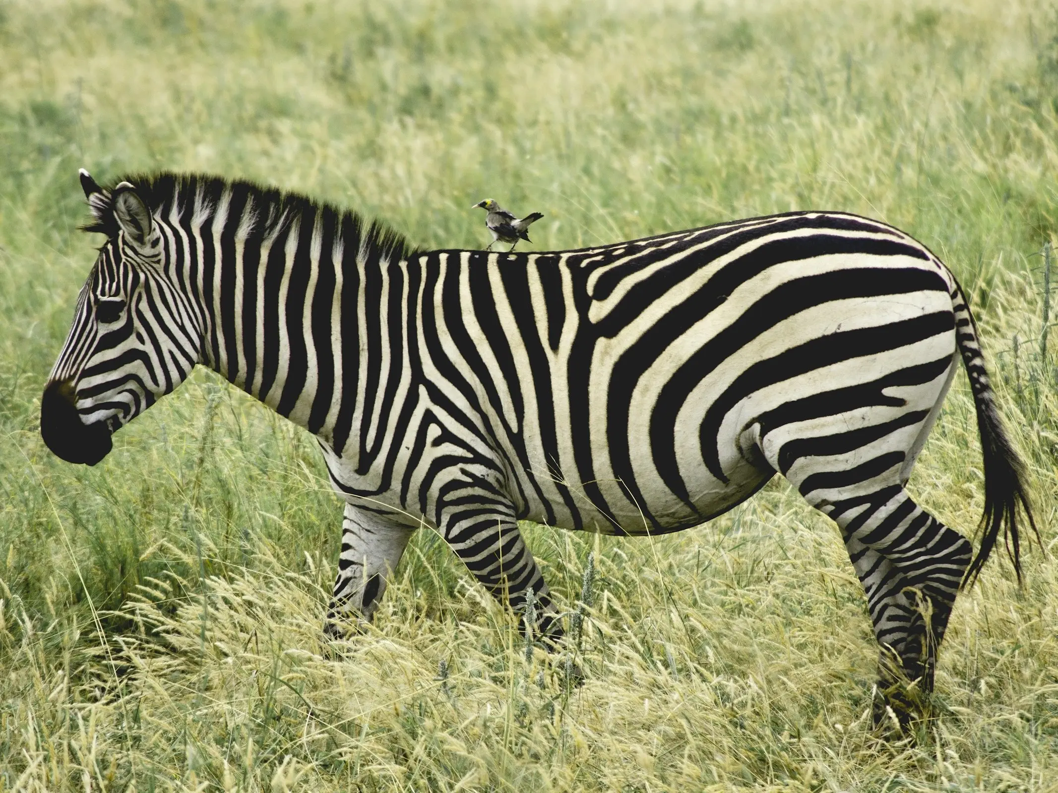 Plains Zebra