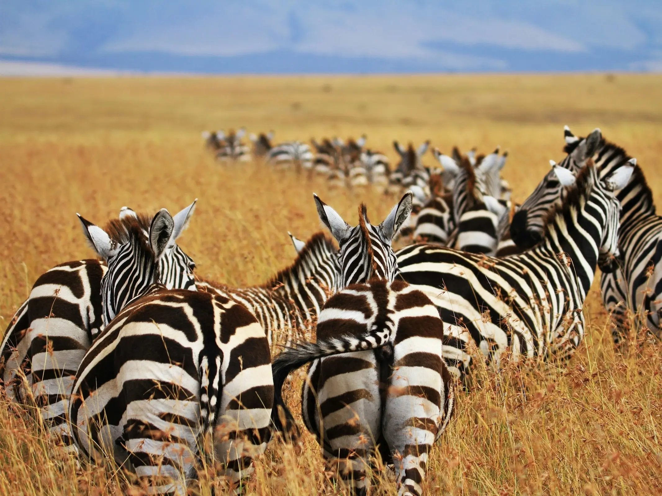 Plains Zebra