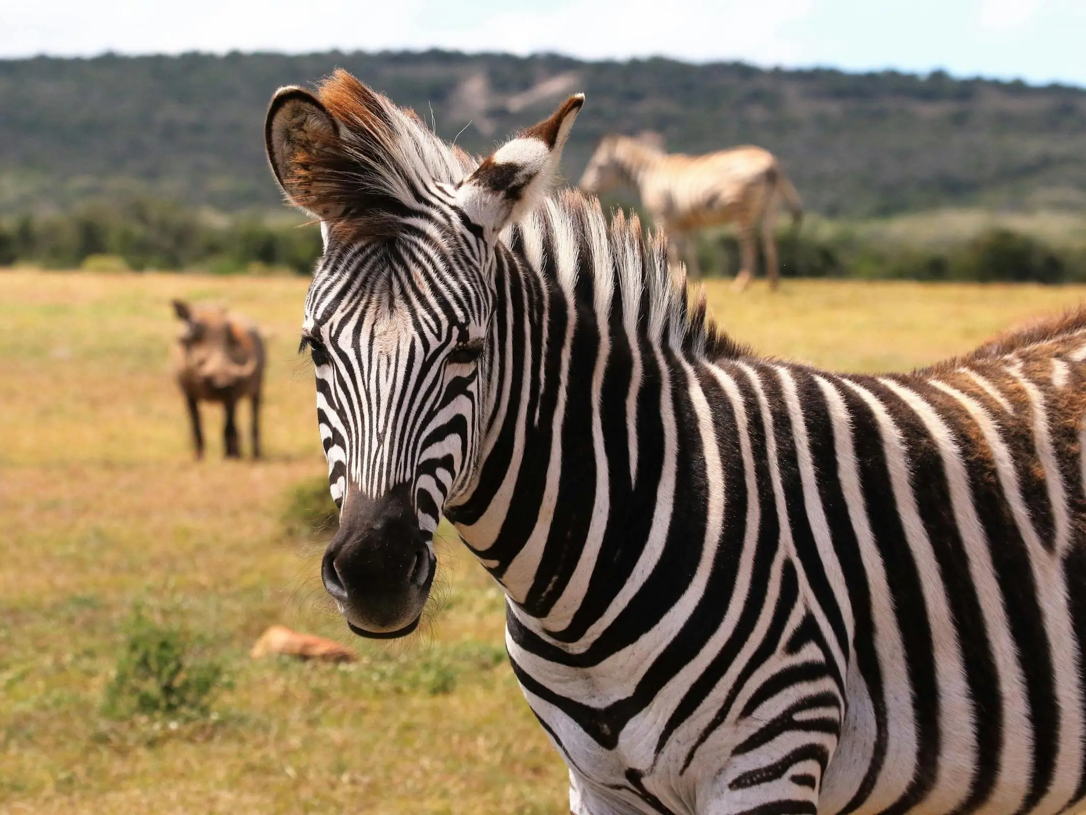 Plains Zebra