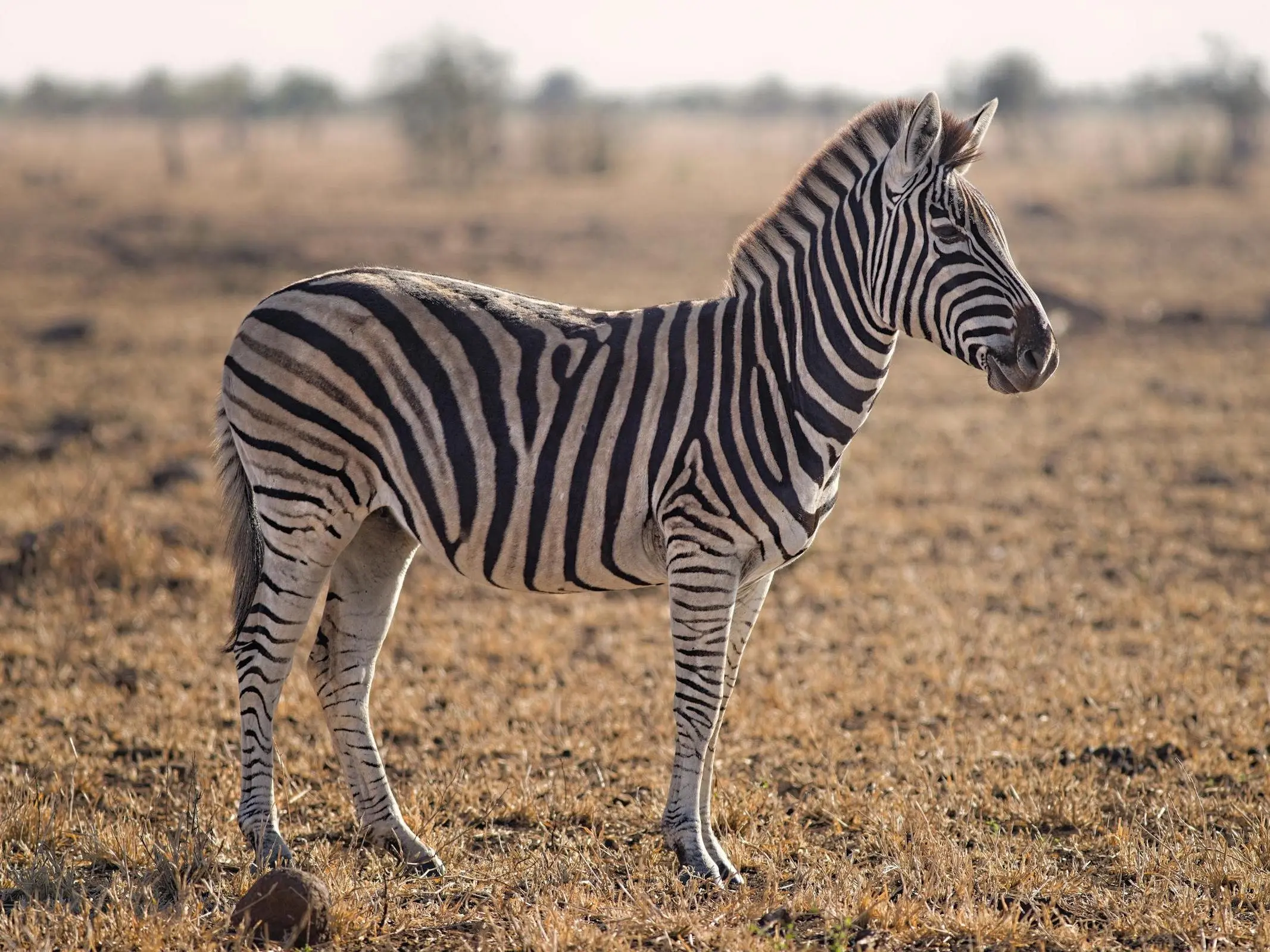 Plains Zebra