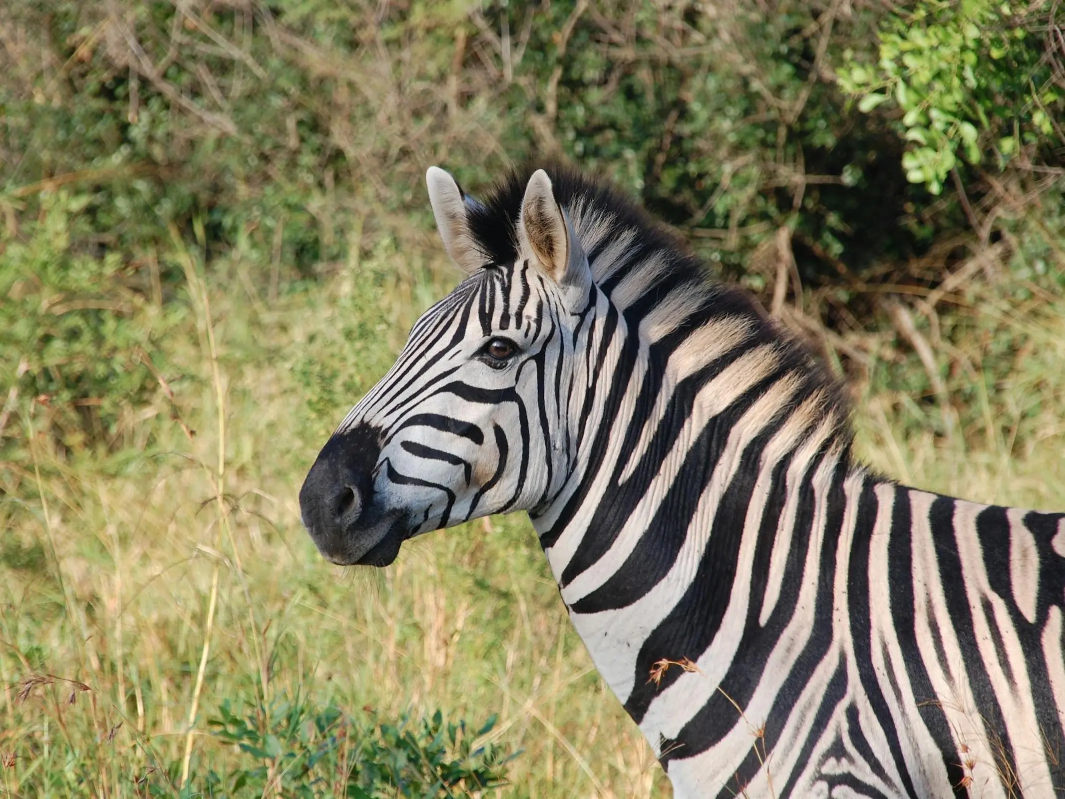 Plains Zebra