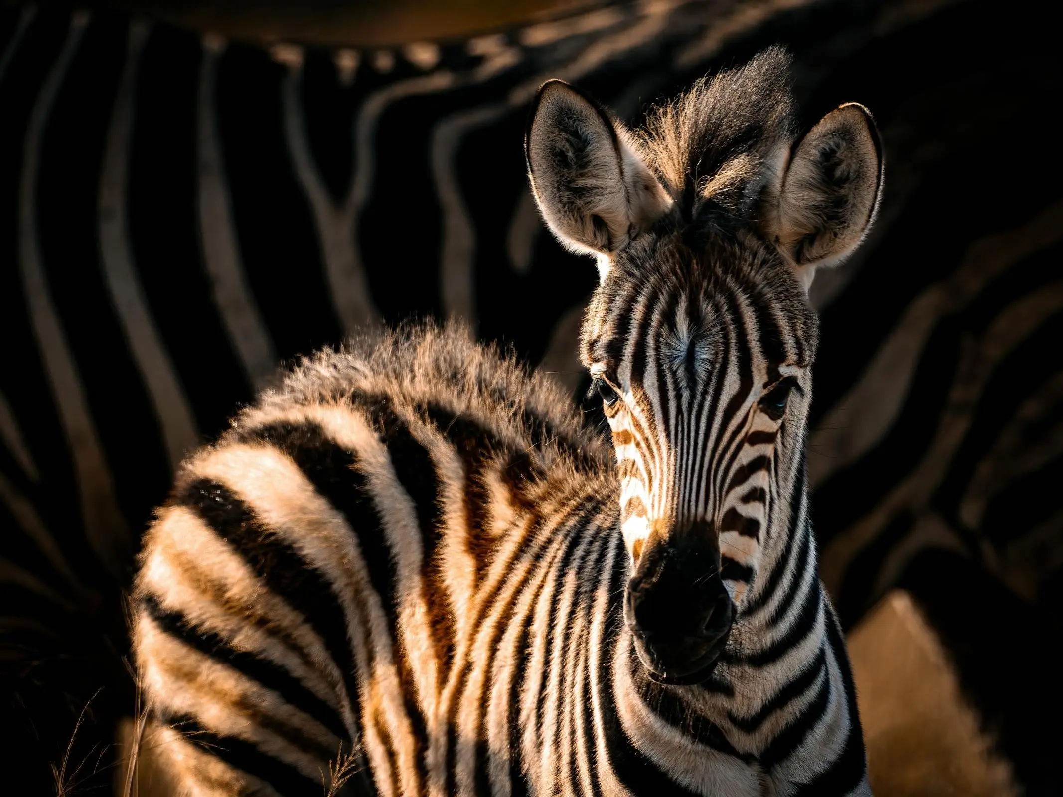 Plains Zebra