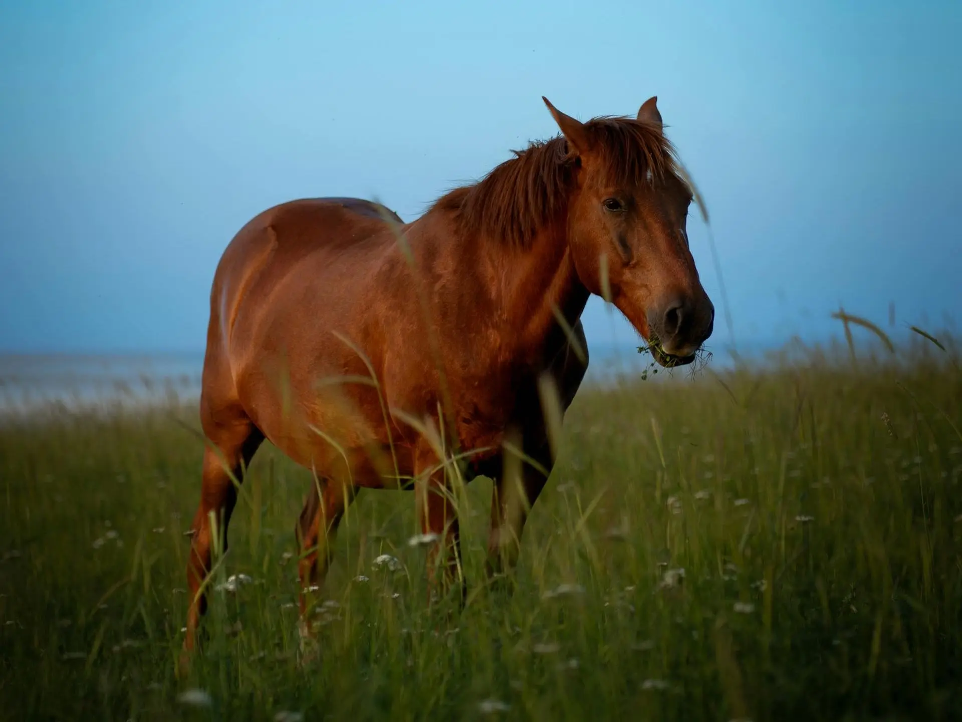 Pleven Horse