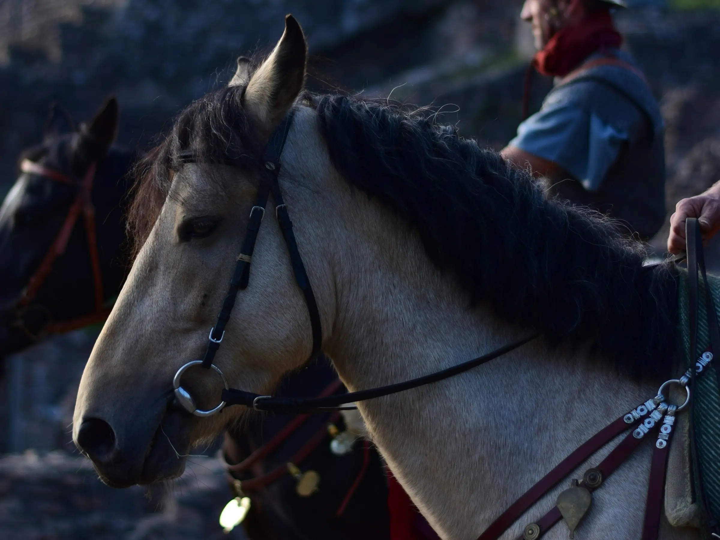 Poitevin Horse 