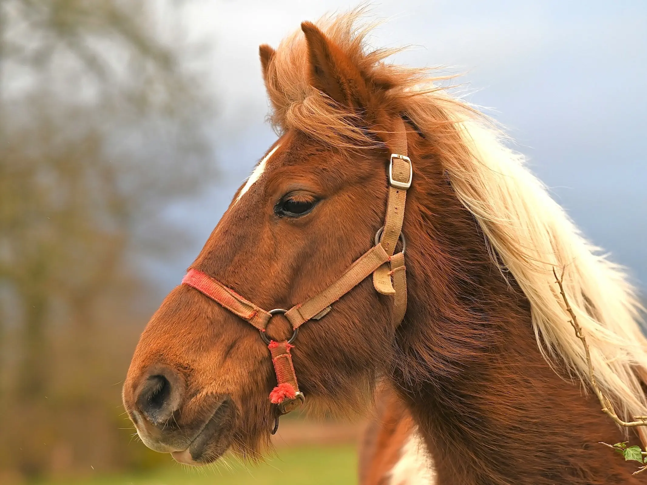 Mulassier Horse