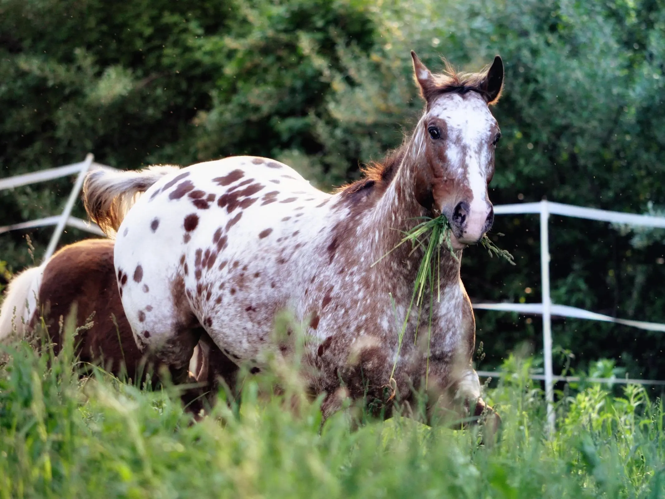 Pony of the Americas