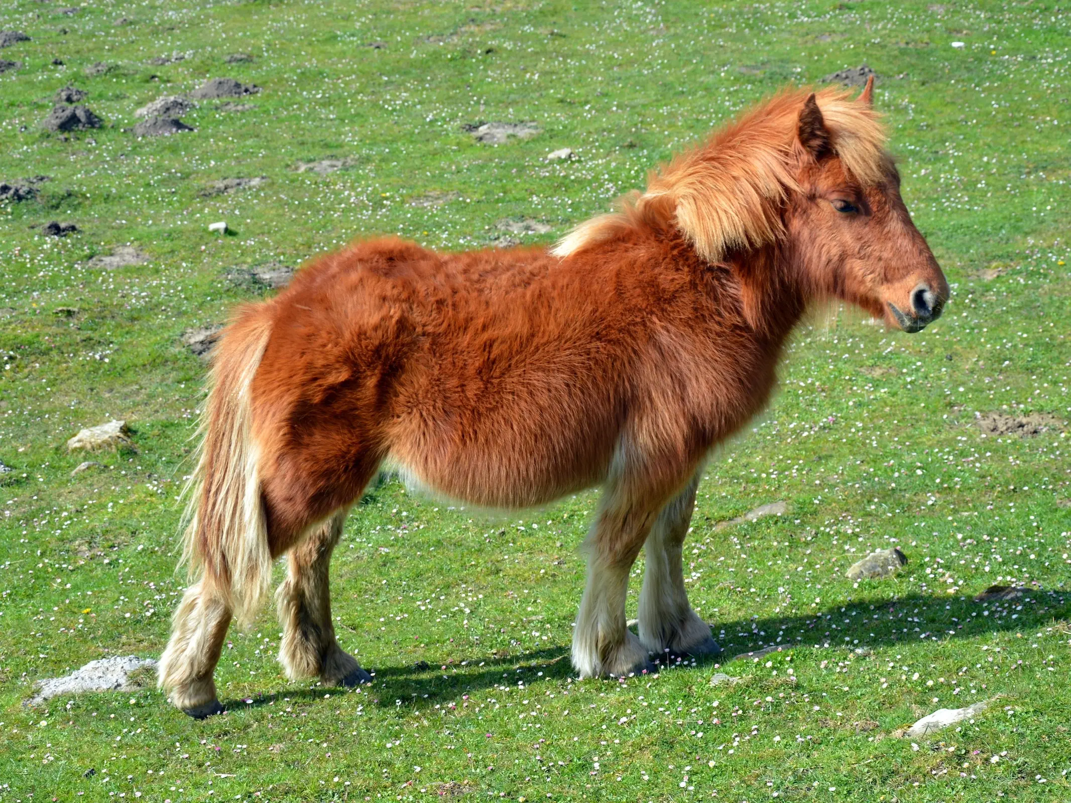 Basque Pony