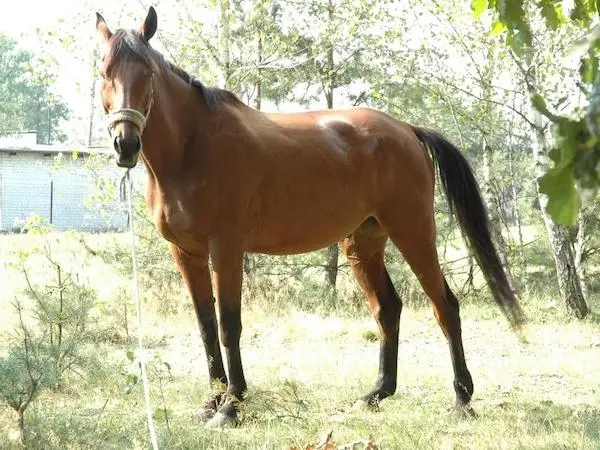 Poznan Horse