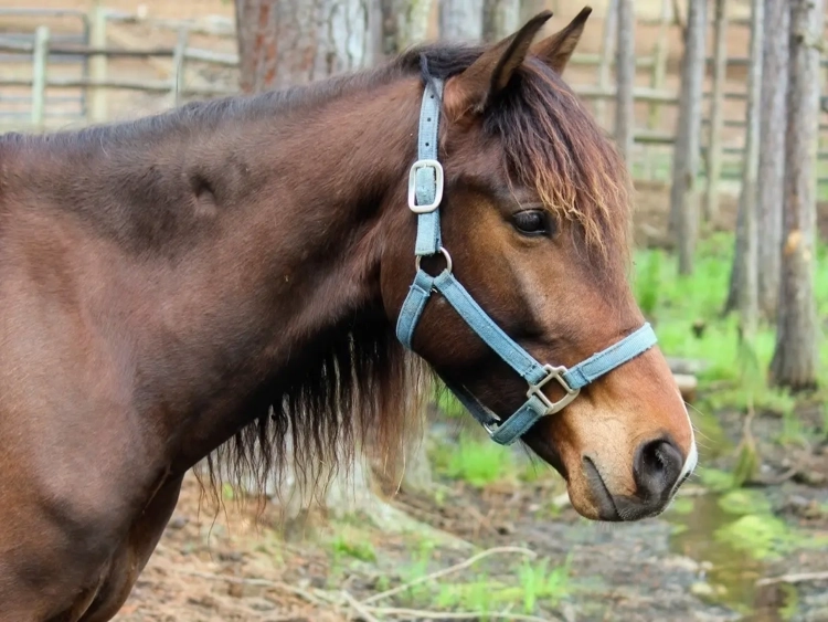 Horse with prophet's thumbprint