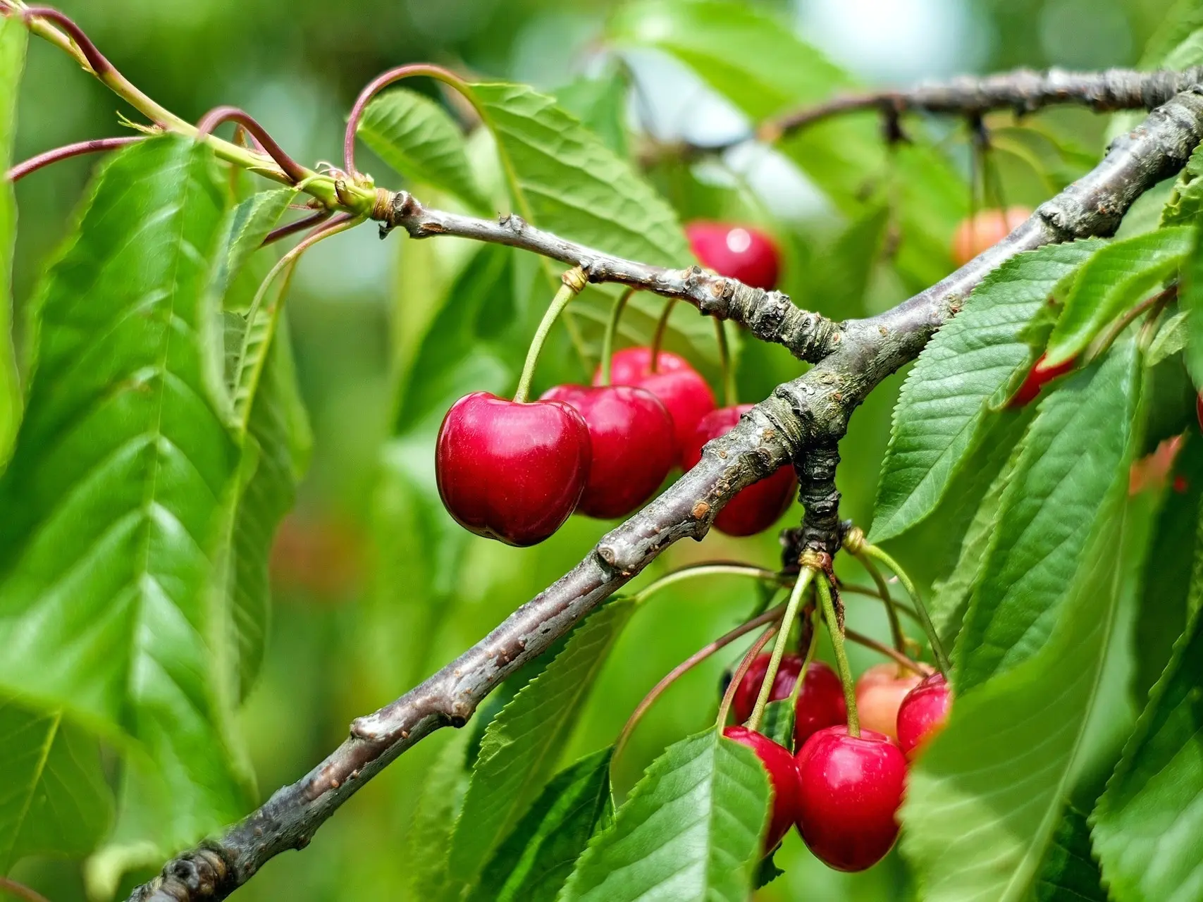 Cherry Tree