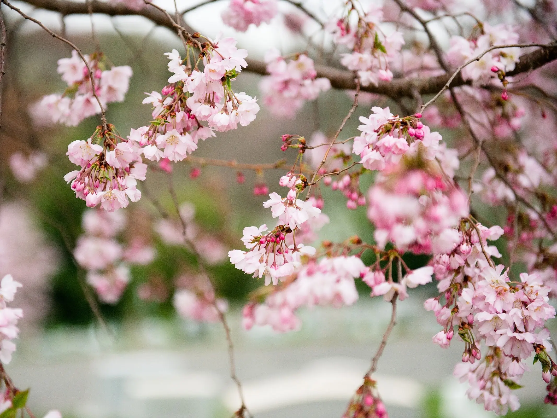 Cherry Tree