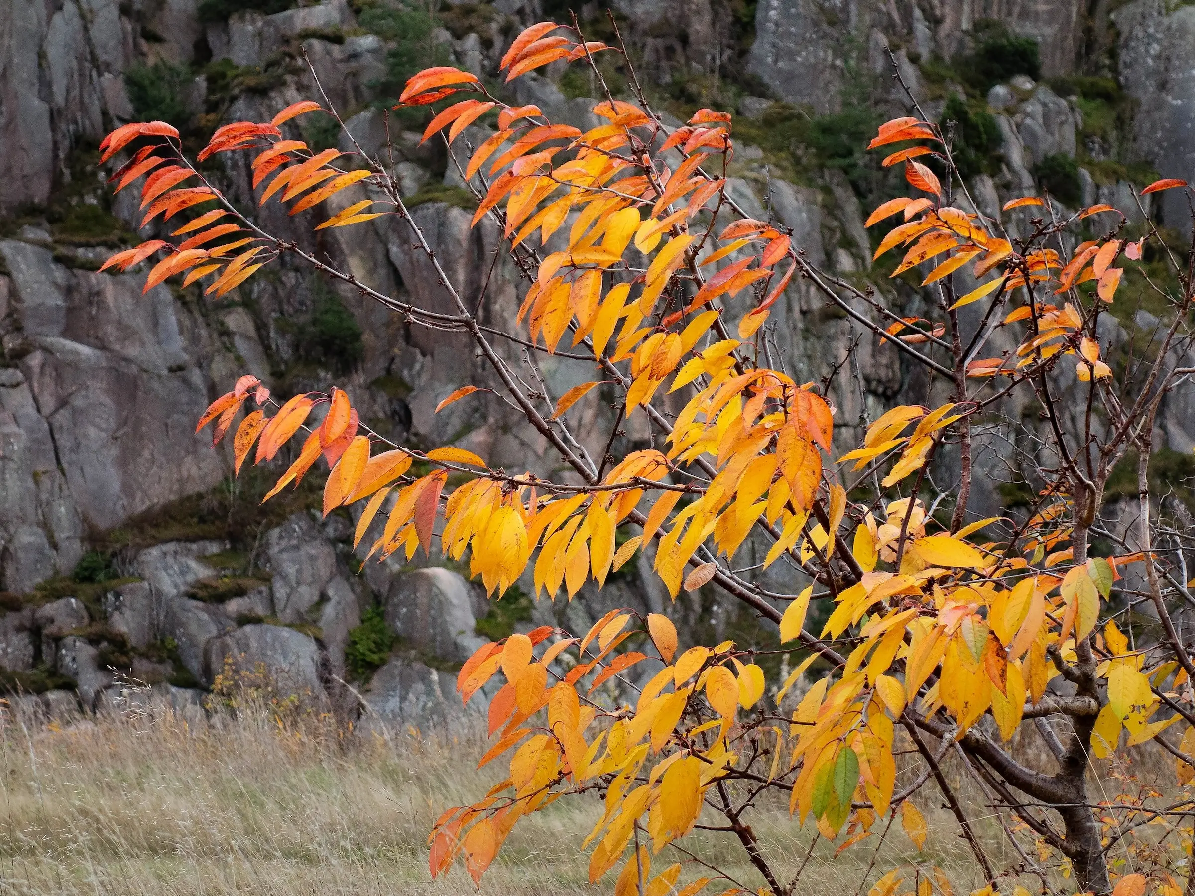 Cherry Tree