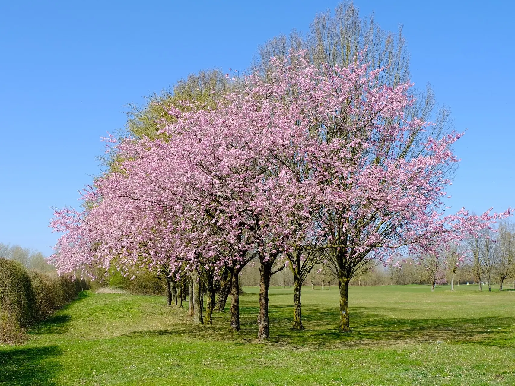 Cherry Tree