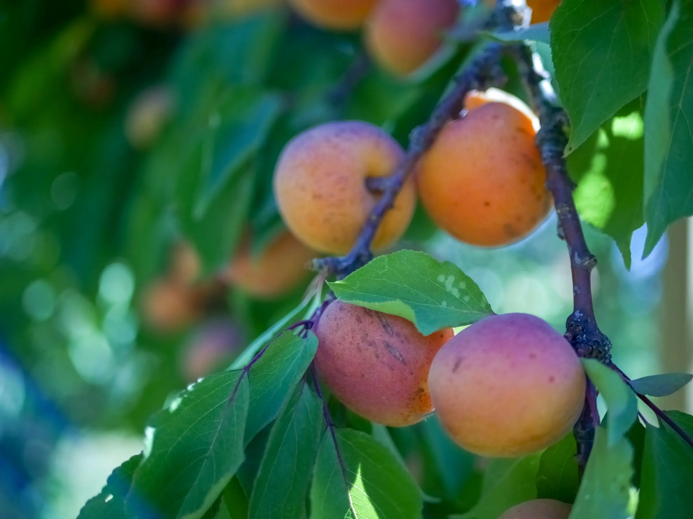 Apricot Tree