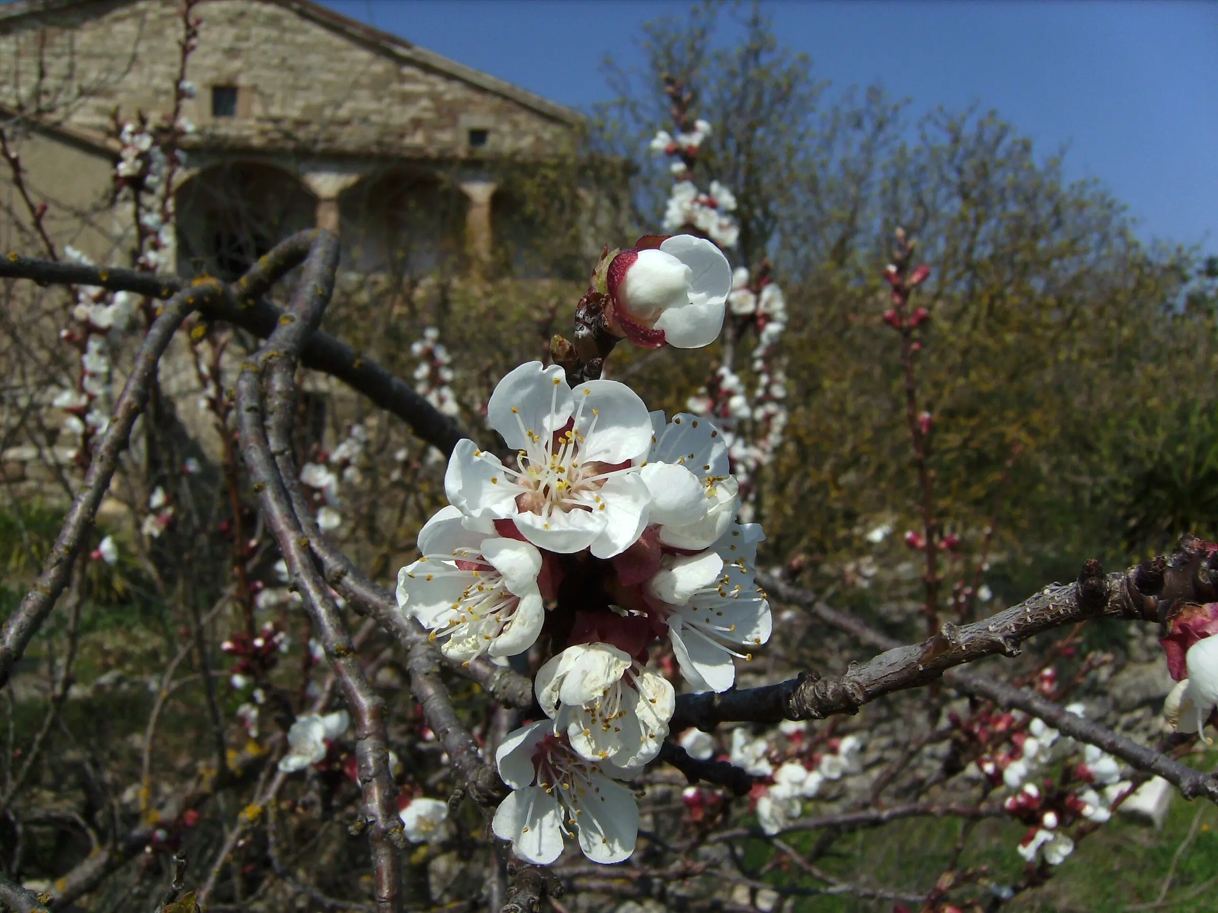 Apricot Tree