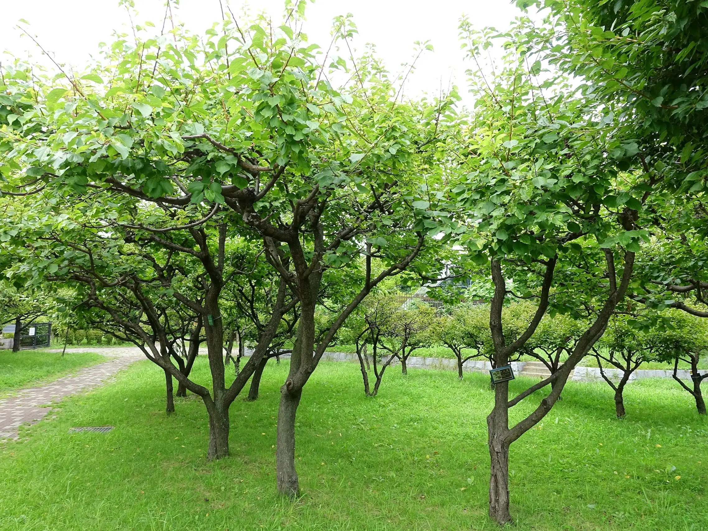 Apricot Tree