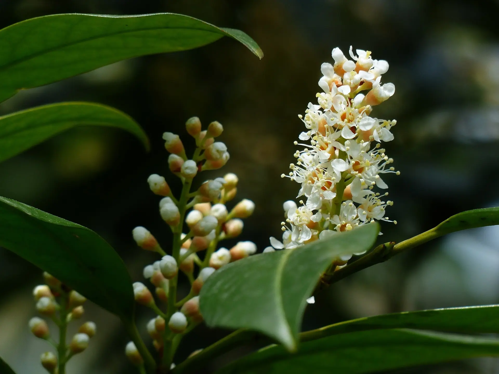 Cherry Laurel