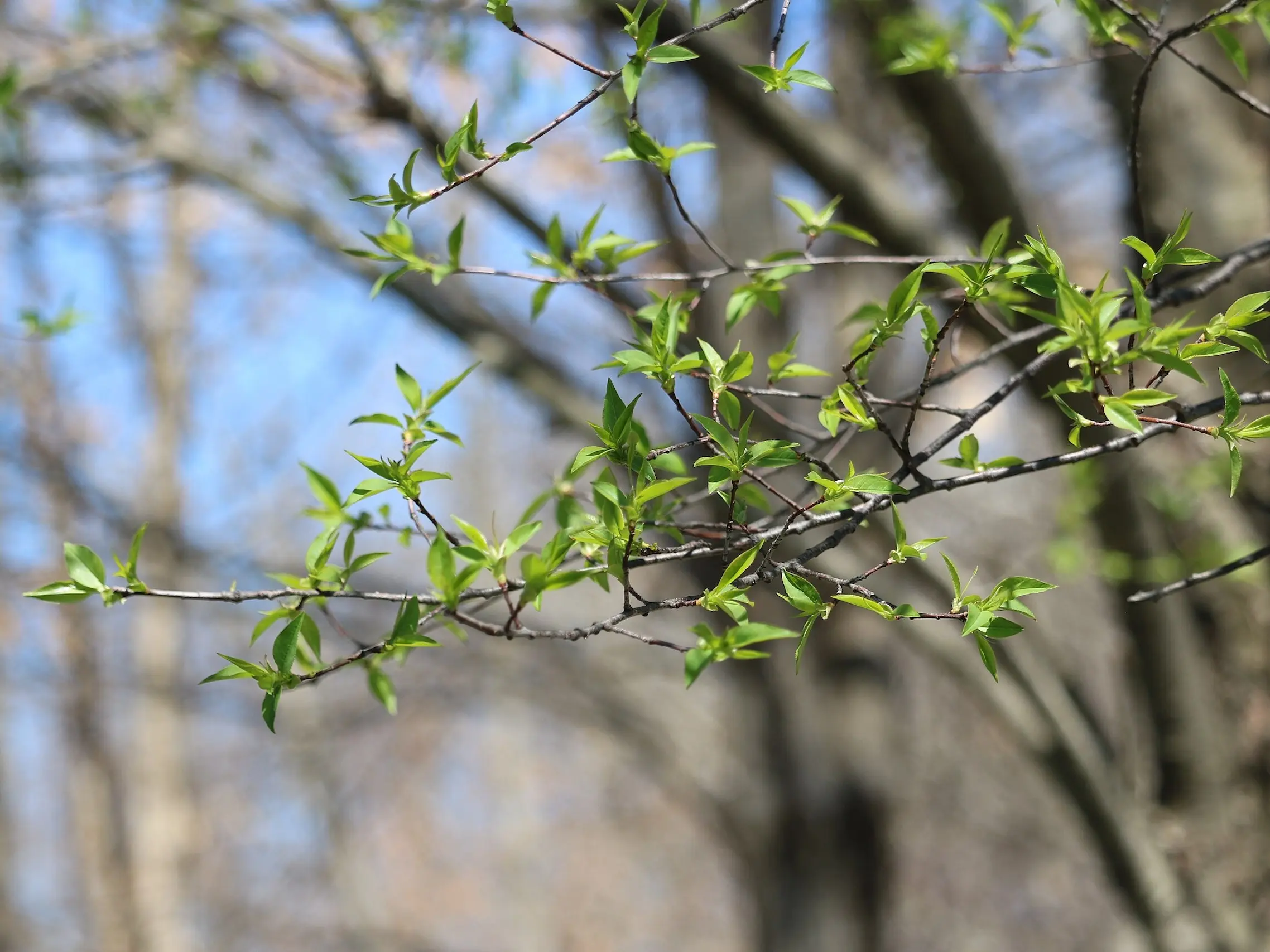 Black Cherry Tree