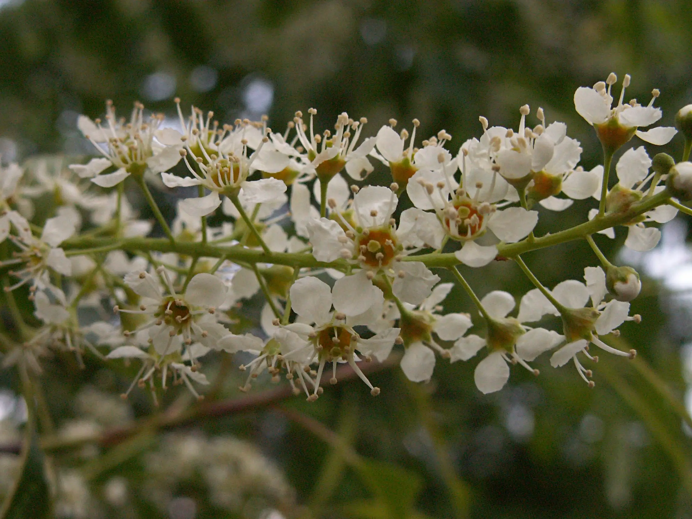 Black Cherry Tree