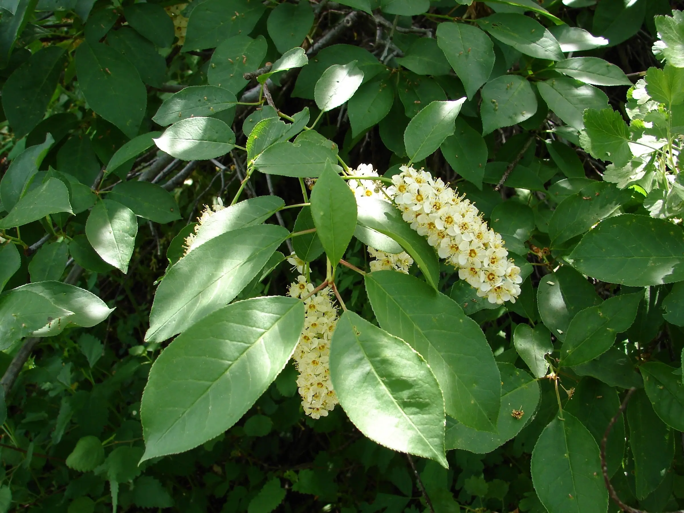 Chokecherry