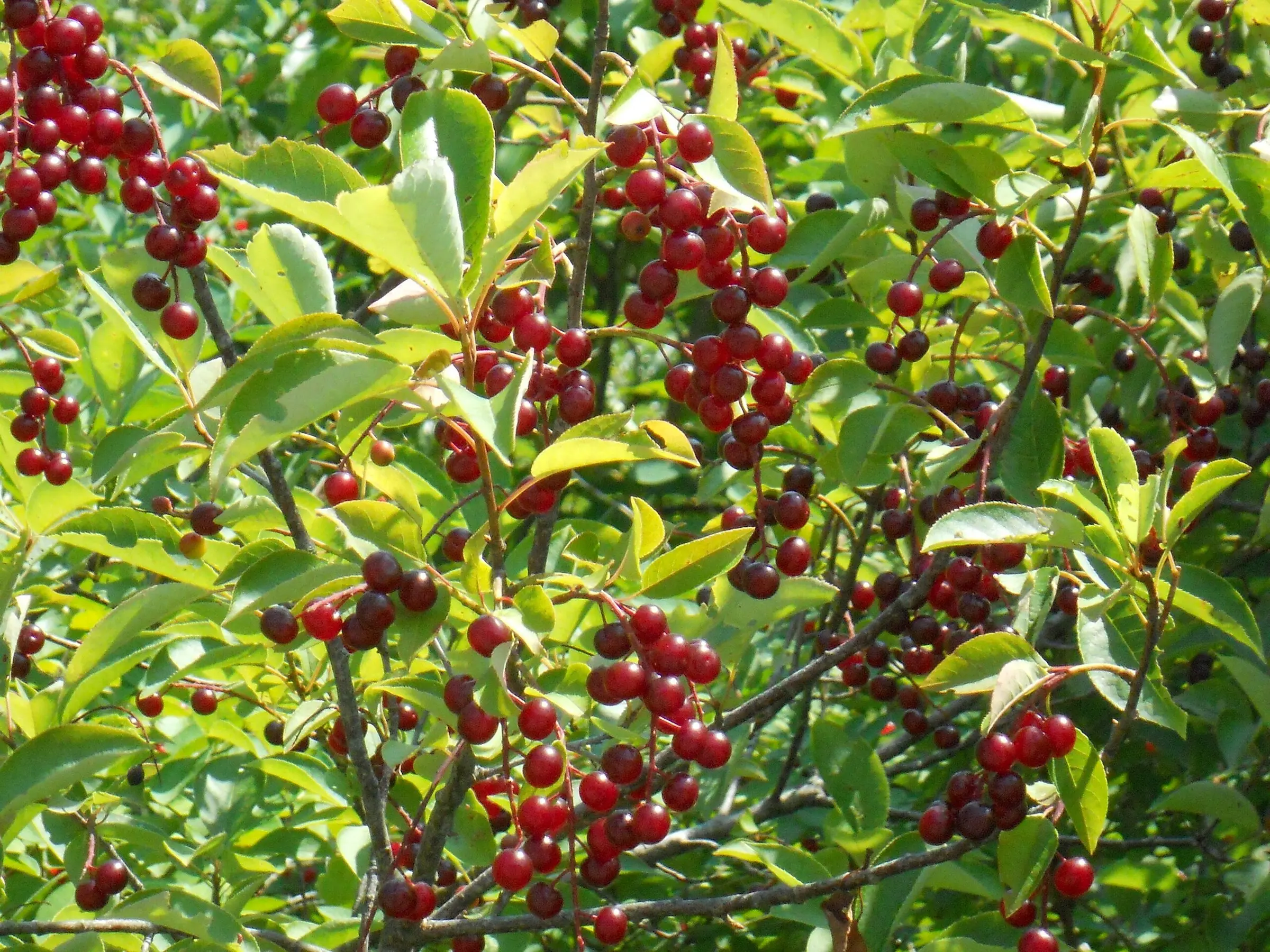 Chokecherry