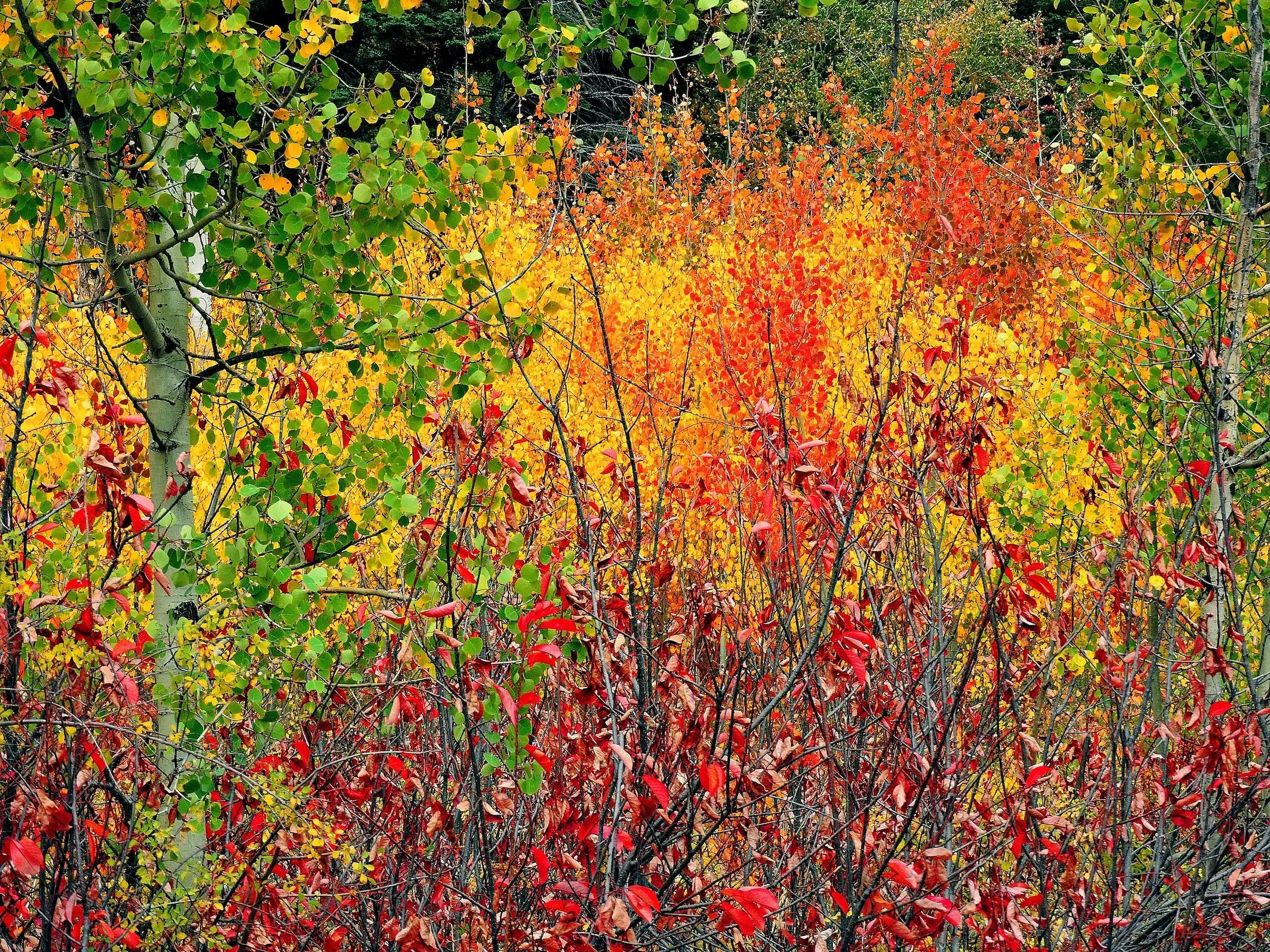 Chokecherry