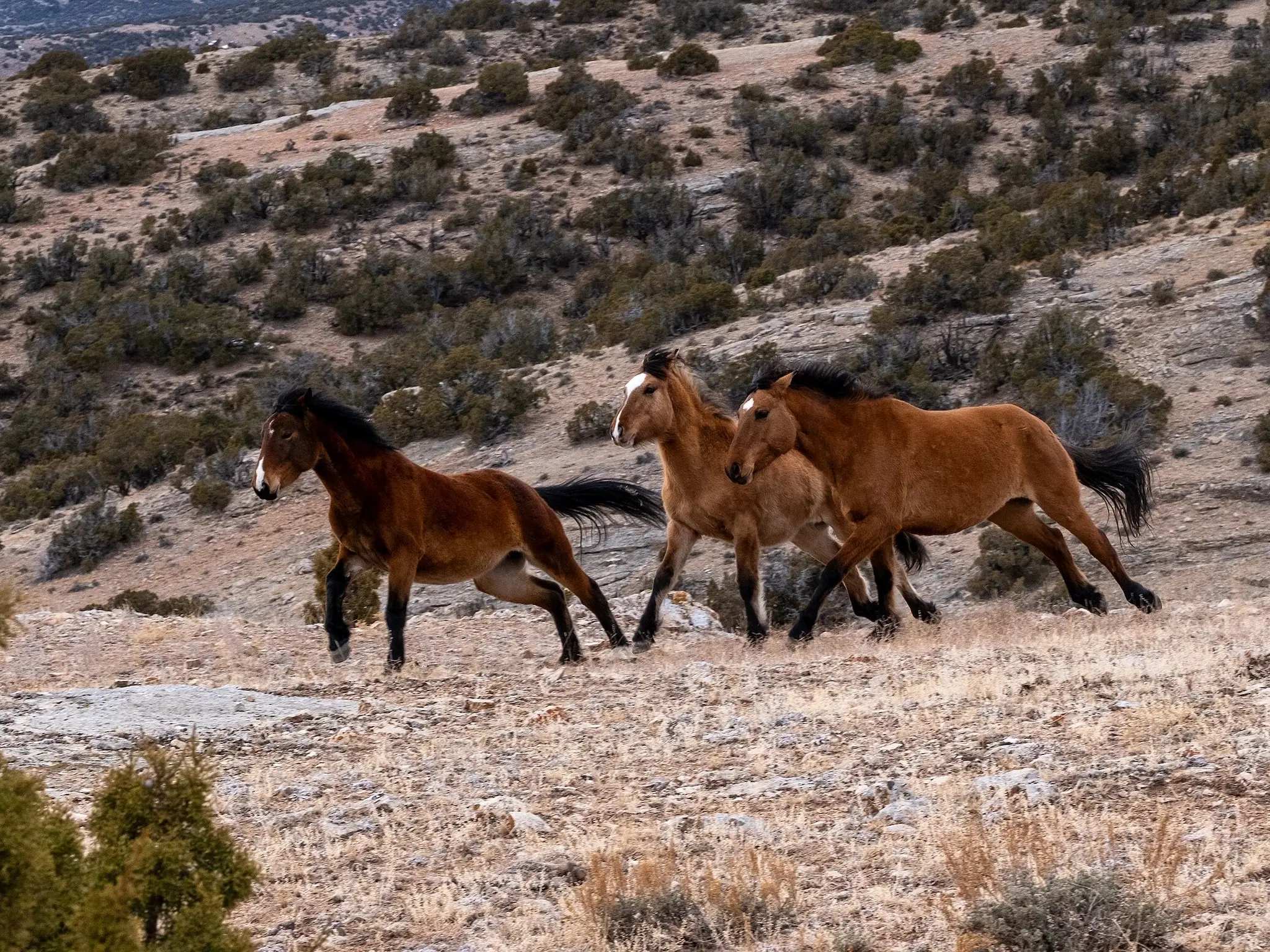 Pryor Mountain Mustang