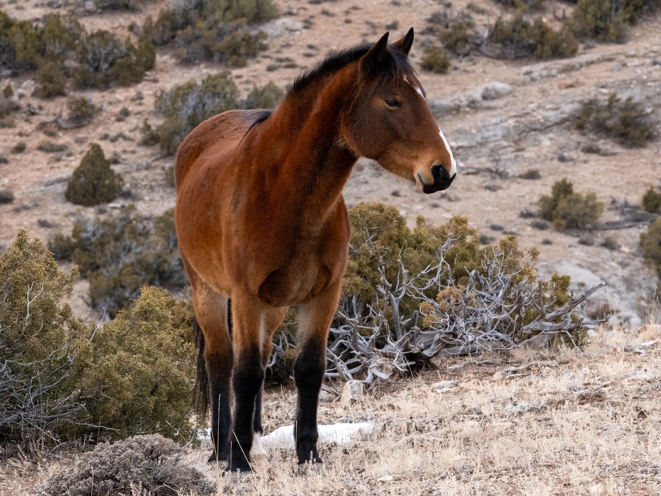Pryor Mountain Mustang