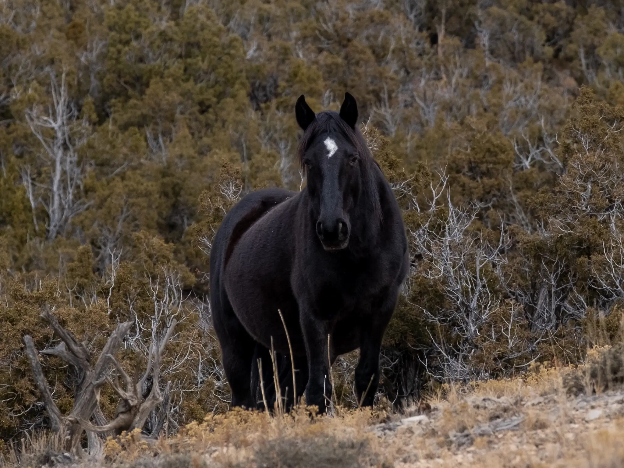 Pryor Mountain Mustang